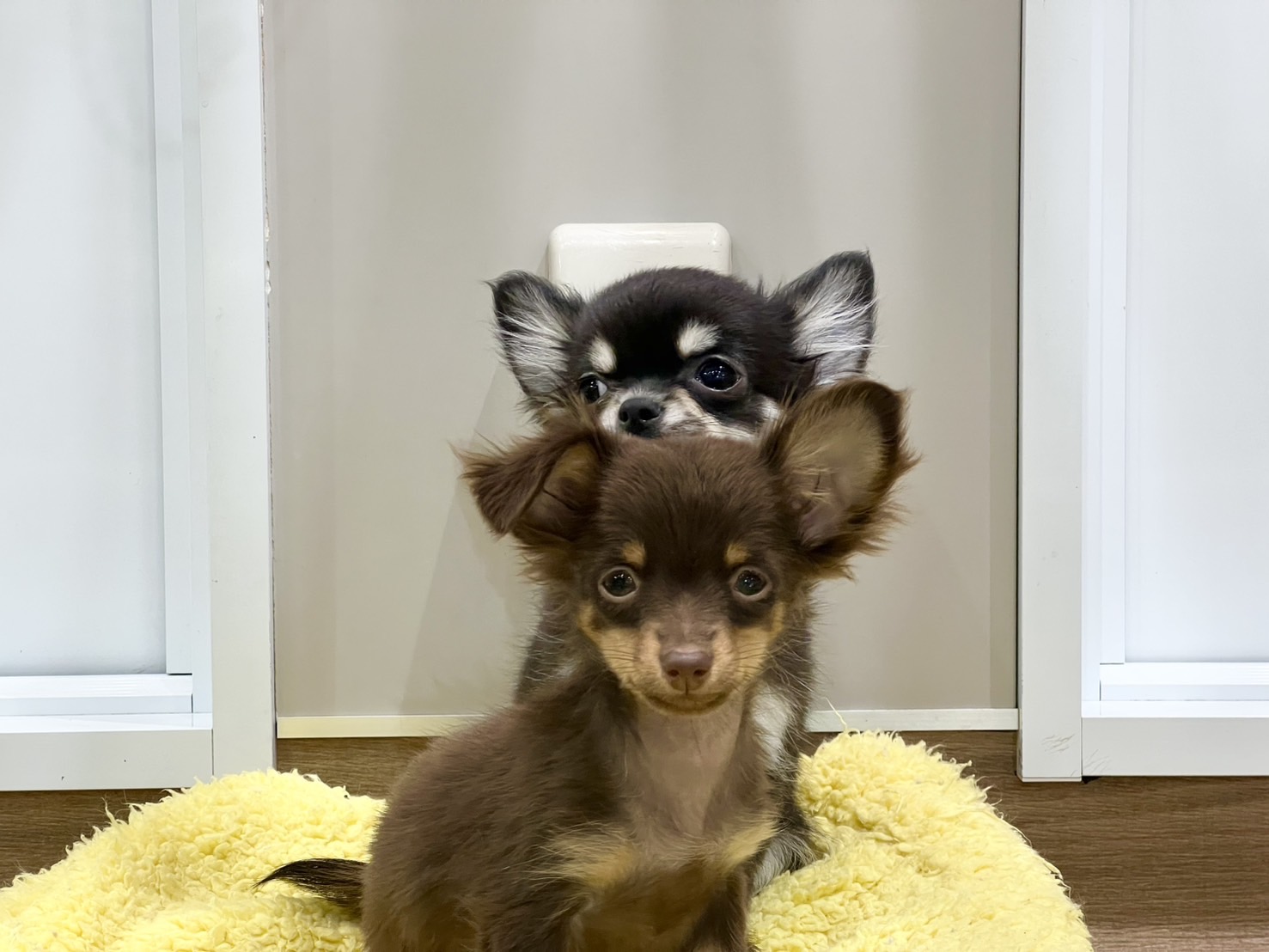 愛知県のハーフ犬・ミックス犬 (ペッツワン名古屋堀田店/2025年8月30日生まれ/女の子/その他色)の子犬の3枚目の画像