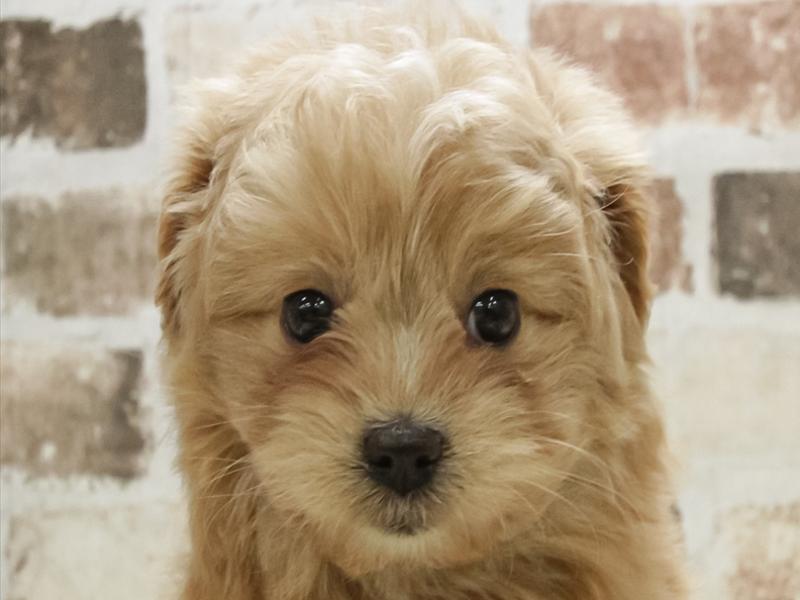 愛知県のハーフ犬・ミックス犬 (ペッツワン小牧店/2025年10月10日生まれ/女の子/レッド)の子犬