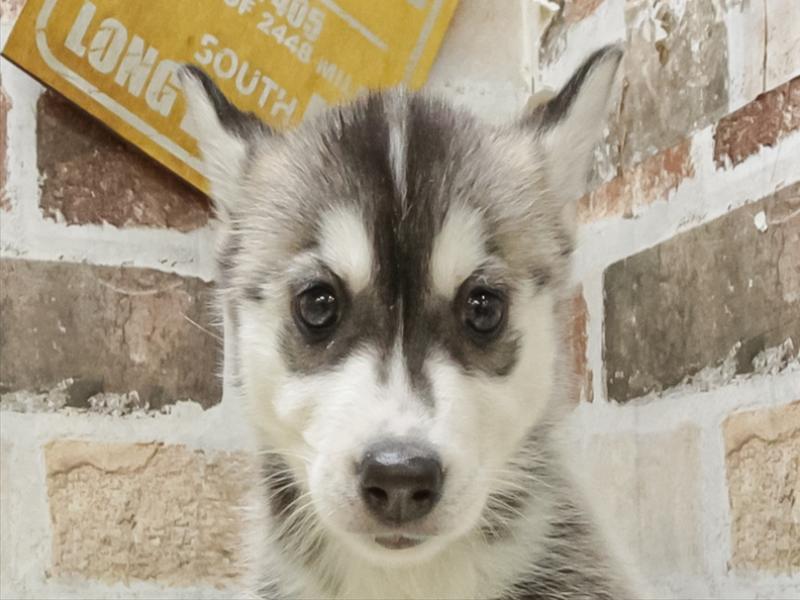 愛知県のシベリアンハスキー (ペッツワン小牧店/2025年10月18日生まれ/女の子/ブラックホワイト)の子犬