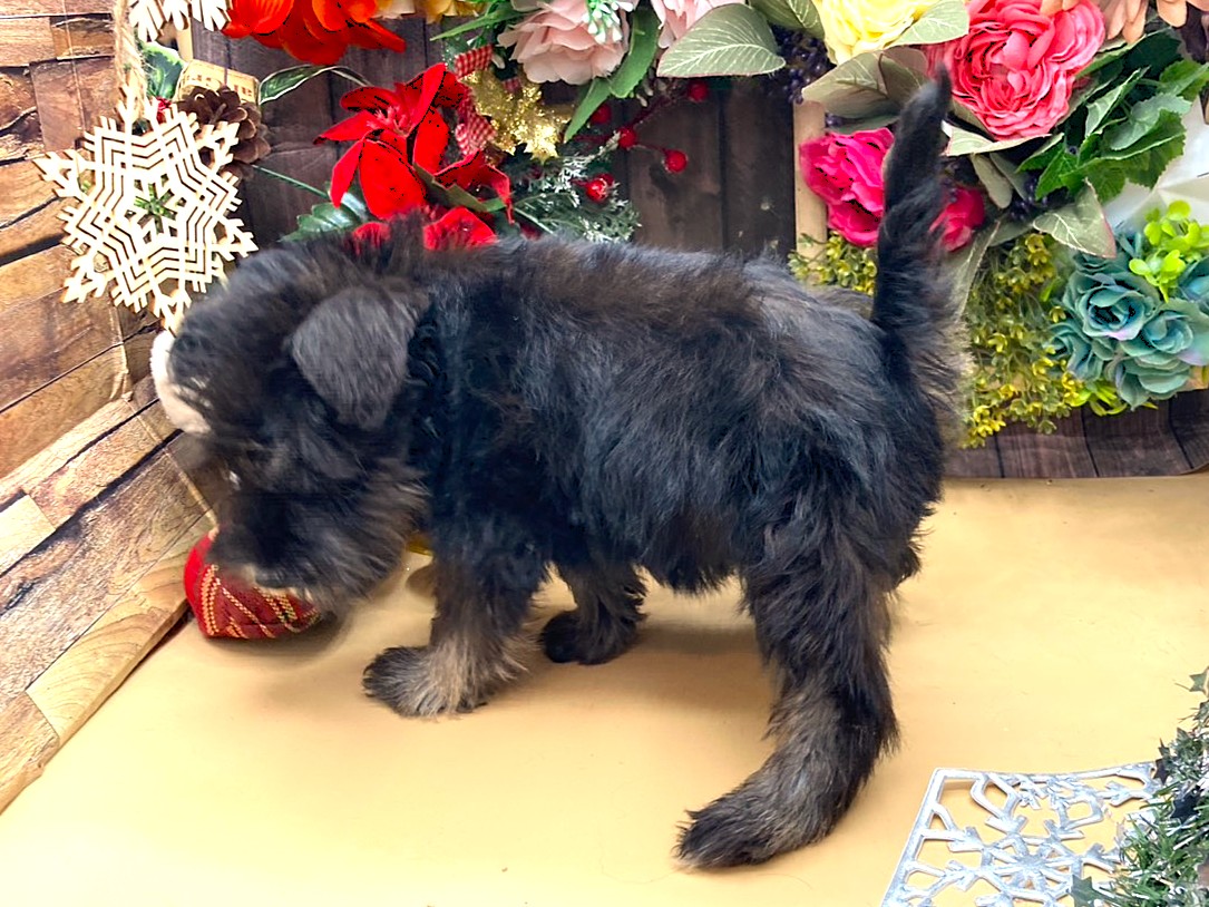 京都府のミニチュアシュナウザー (ペッツワン木津川店/2025年10月10日生まれ/女の子/ブラックシルバー)の子犬の3枚目の画像