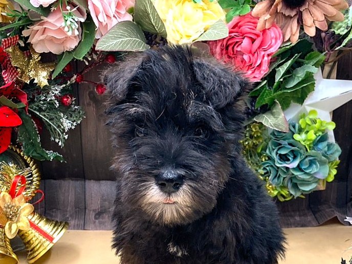 京都府のミニチュアシュナウザー (ペッツワン木津川店/2025年10月10日生まれ/女の子/ブラックシルバー)の子犬の1枚目の画像