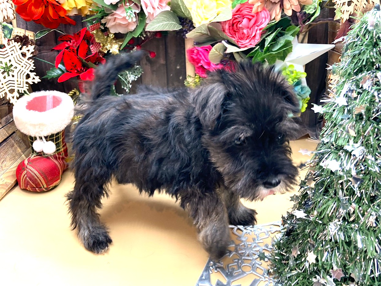 京都府のミニチュアシュナウザー (ペッツワン木津川店/2025年10月10日生まれ/女の子/ブラックシルバー)の子犬の2枚目の画像