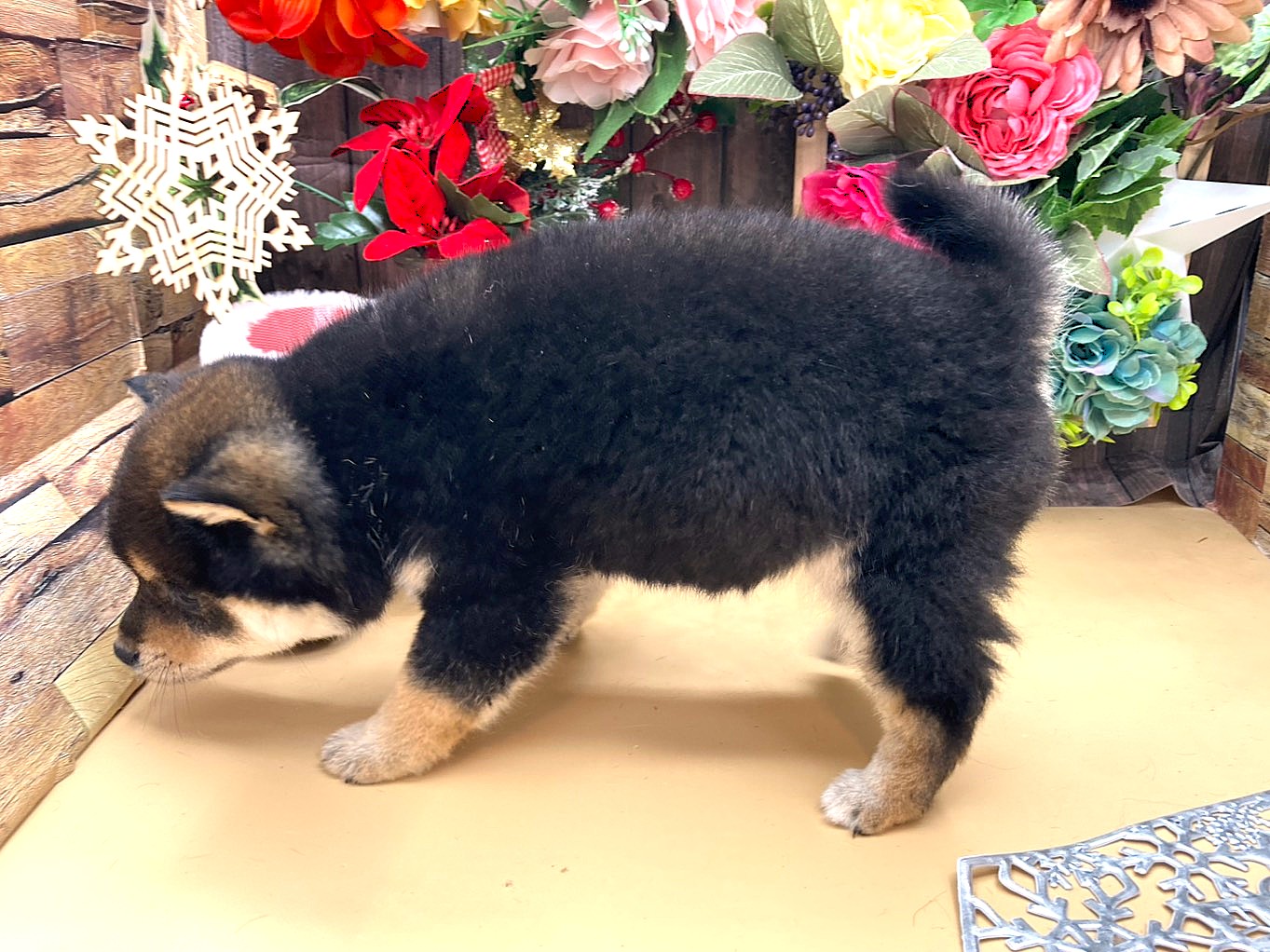 京都府の豆柴 (ペッツワン木津川店/2025年10月11日生まれ/女の子/黒)の子犬の3枚目の画像