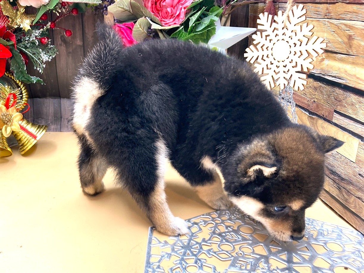 京都府の豆柴 (ペッツワン木津川店/2025年10月11日生まれ/女の子/黒)の子犬の2枚目の画像