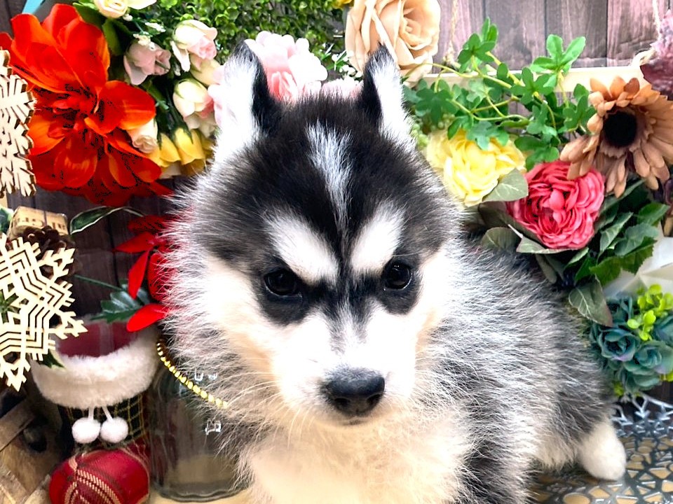 京都府のシベリアンハスキー (ペッツワン木津川店/2025年10月11日生まれ/女の子/ブラックホワイト)の子犬の1枚目の画像