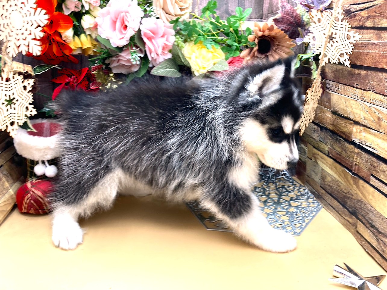 京都府のシベリアンハスキー (ペッツワン木津川店/2025年10月11日生まれ/女の子/ブラックホワイト)の子犬の2枚目の画像