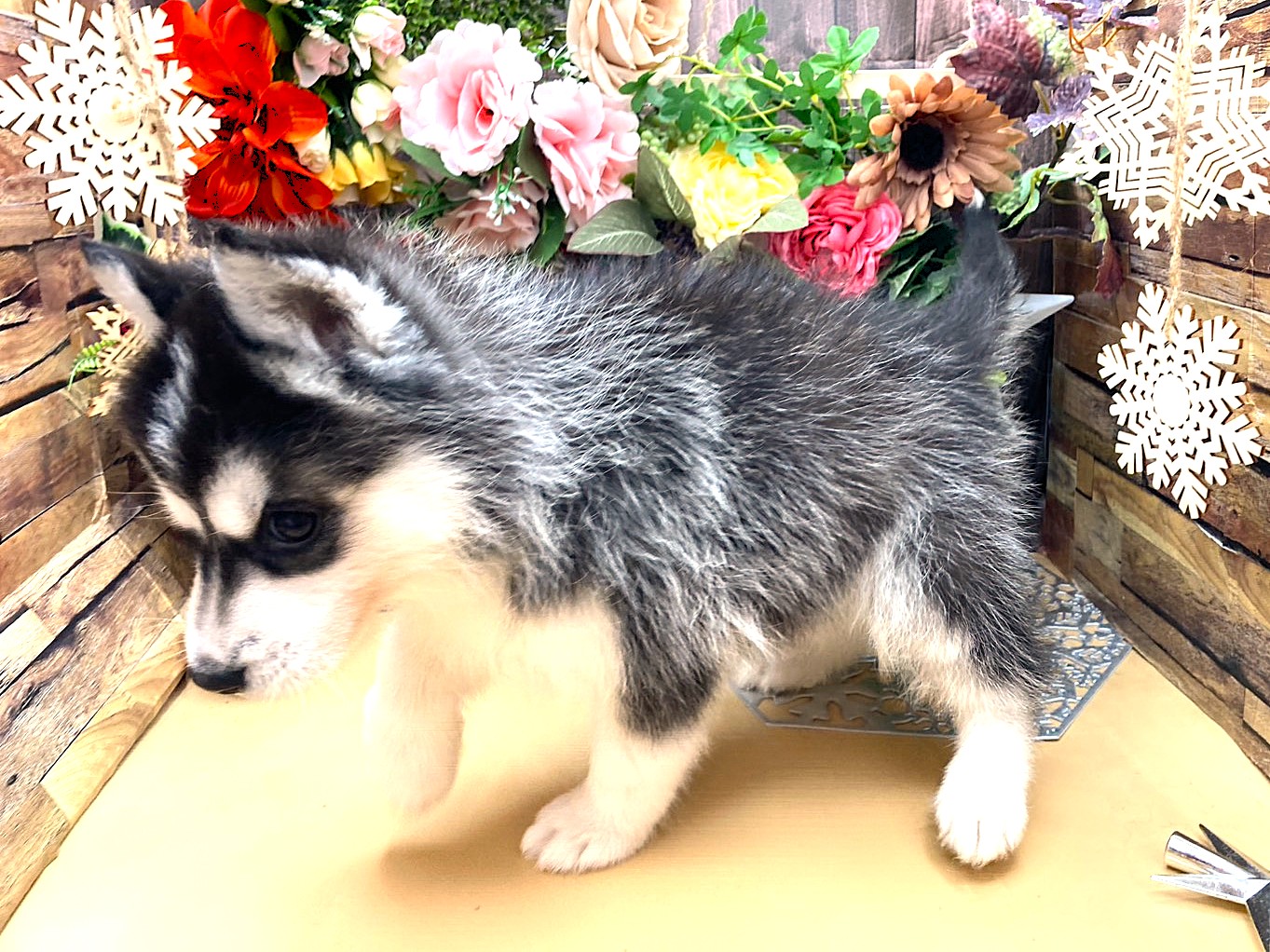 京都府のシベリアンハスキー (ペッツワン木津川店/2025年10月11日生まれ/女の子/ブラックホワイト)の子犬の3枚目の画像