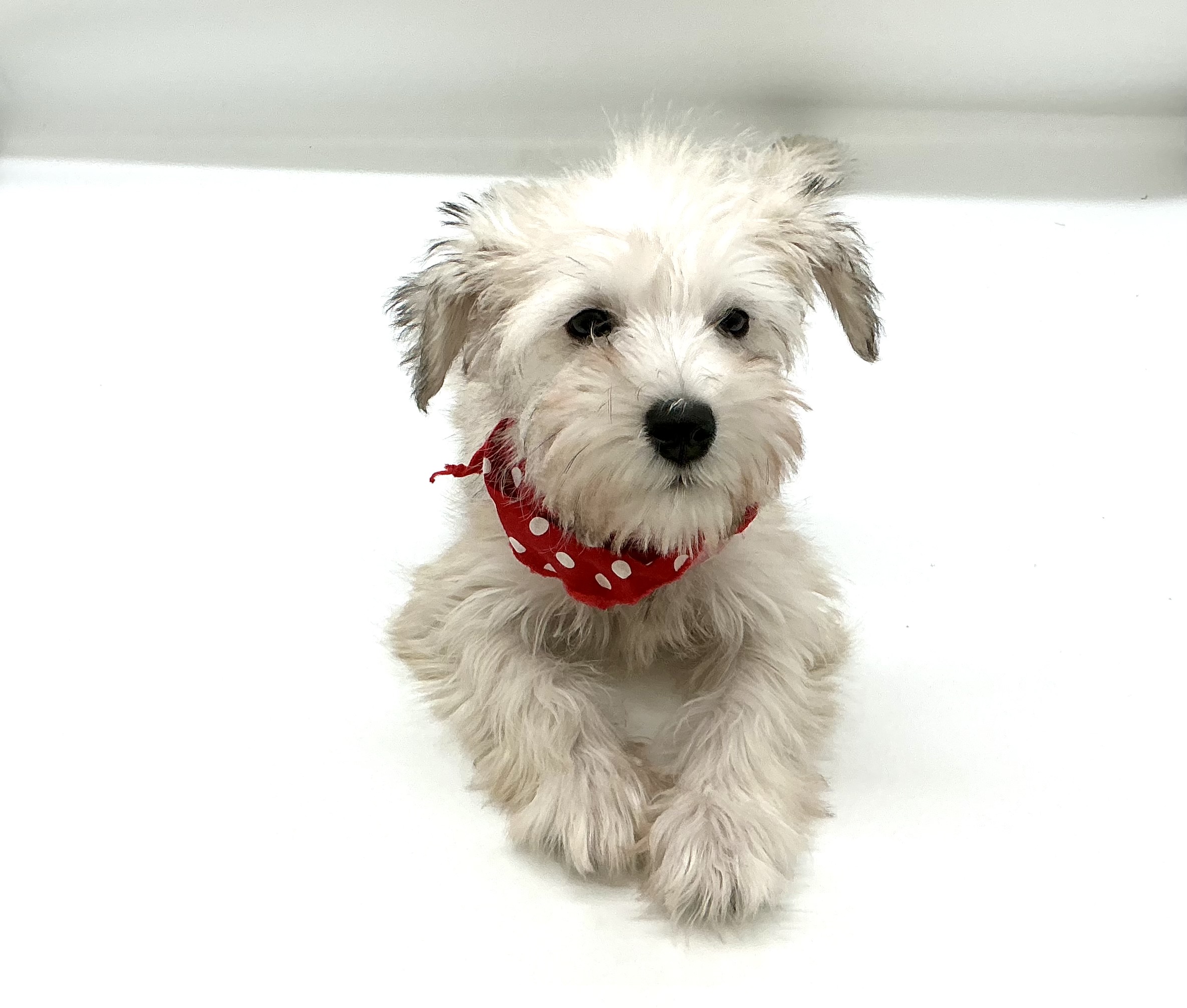 埼玉県のミニチュアシュナウザー (ペッツワン鶴ヶ島店/2025年9月7日生まれ/女の子/ウィートンペッパー)の子犬の2枚目の画像