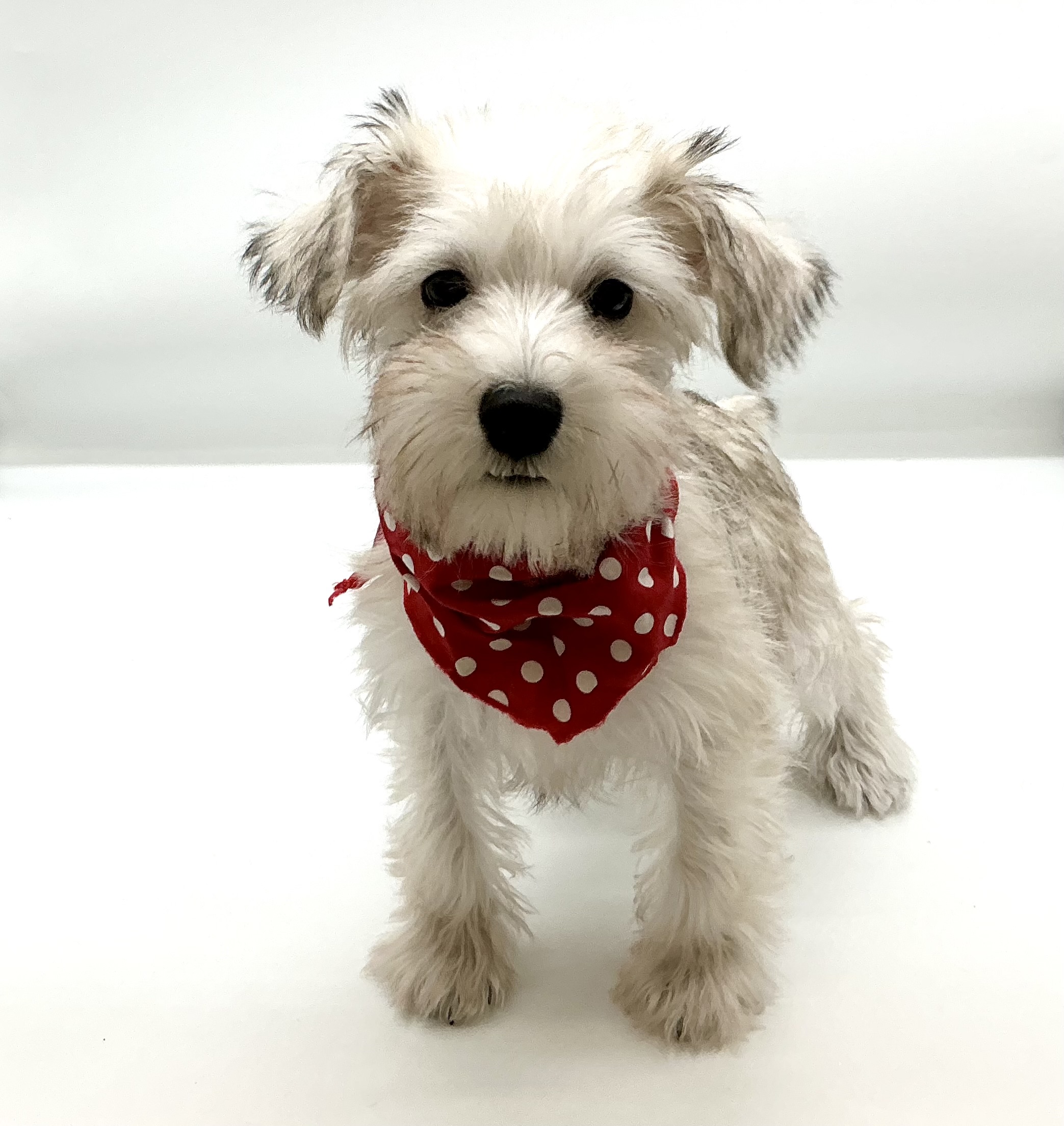 埼玉県のミニチュアシュナウザー (ペッツワン鶴ヶ島店/2025年9月7日生まれ/女の子/ウィートンペッパー)の子犬の1枚目の画像