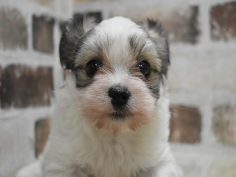 愛知県のハーフ犬・ミックス犬 (ペッツワン小牧店/2025年10月18日生まれ/男の子/ブラウンホワイト)の子犬