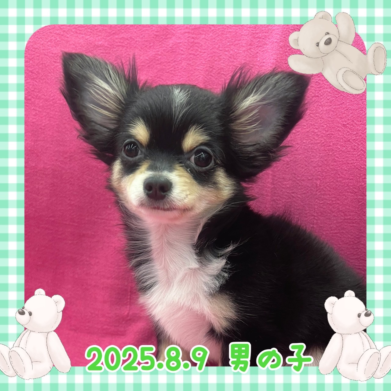 りんりん　　チワワ柄 チワワ - りんかんモール店 | ペッツワン