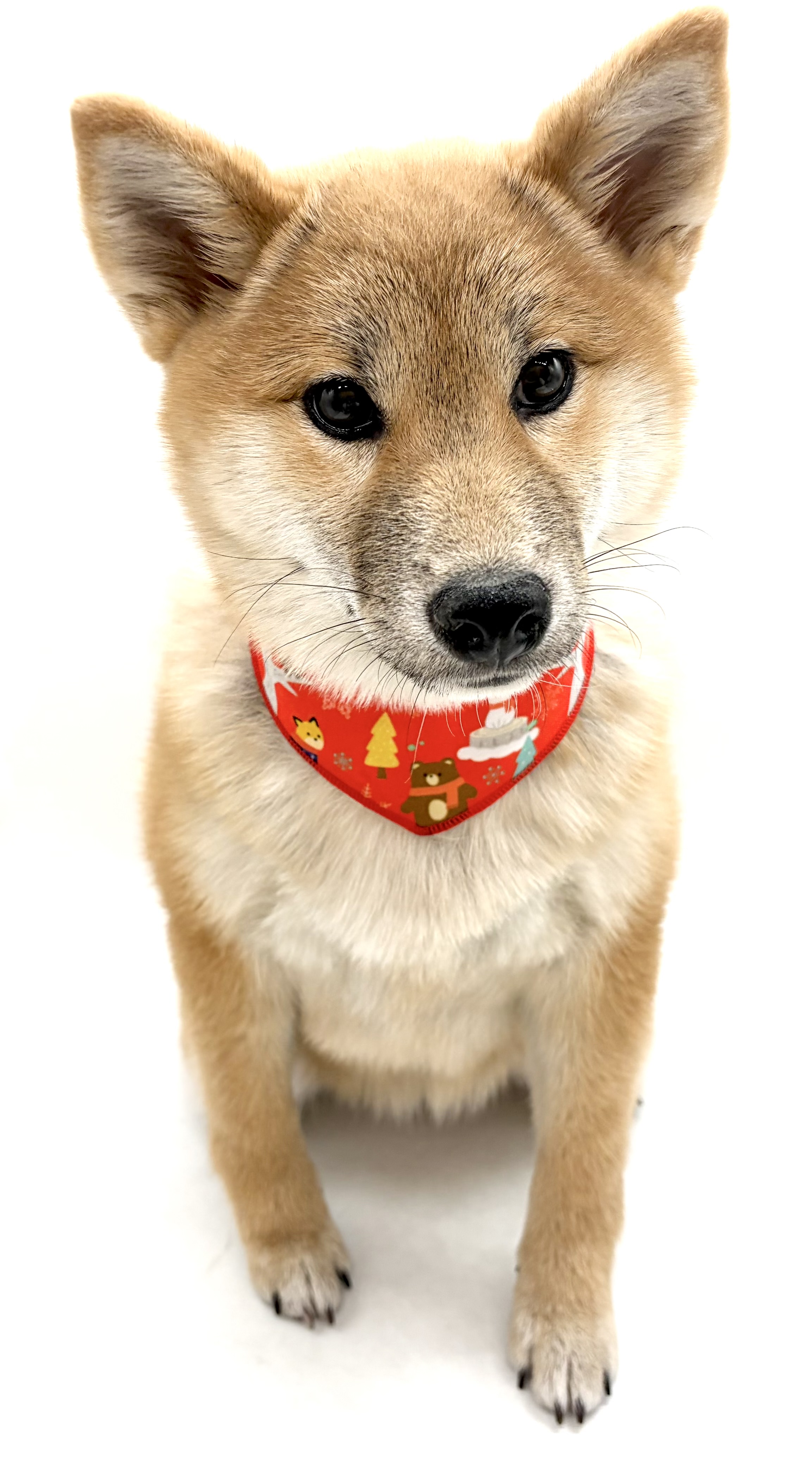 埼玉県の柴犬(標準サイズ) (ペッツワン行田店/2025年7月20日生まれ/女の子/赤)の子犬の2枚目の画像