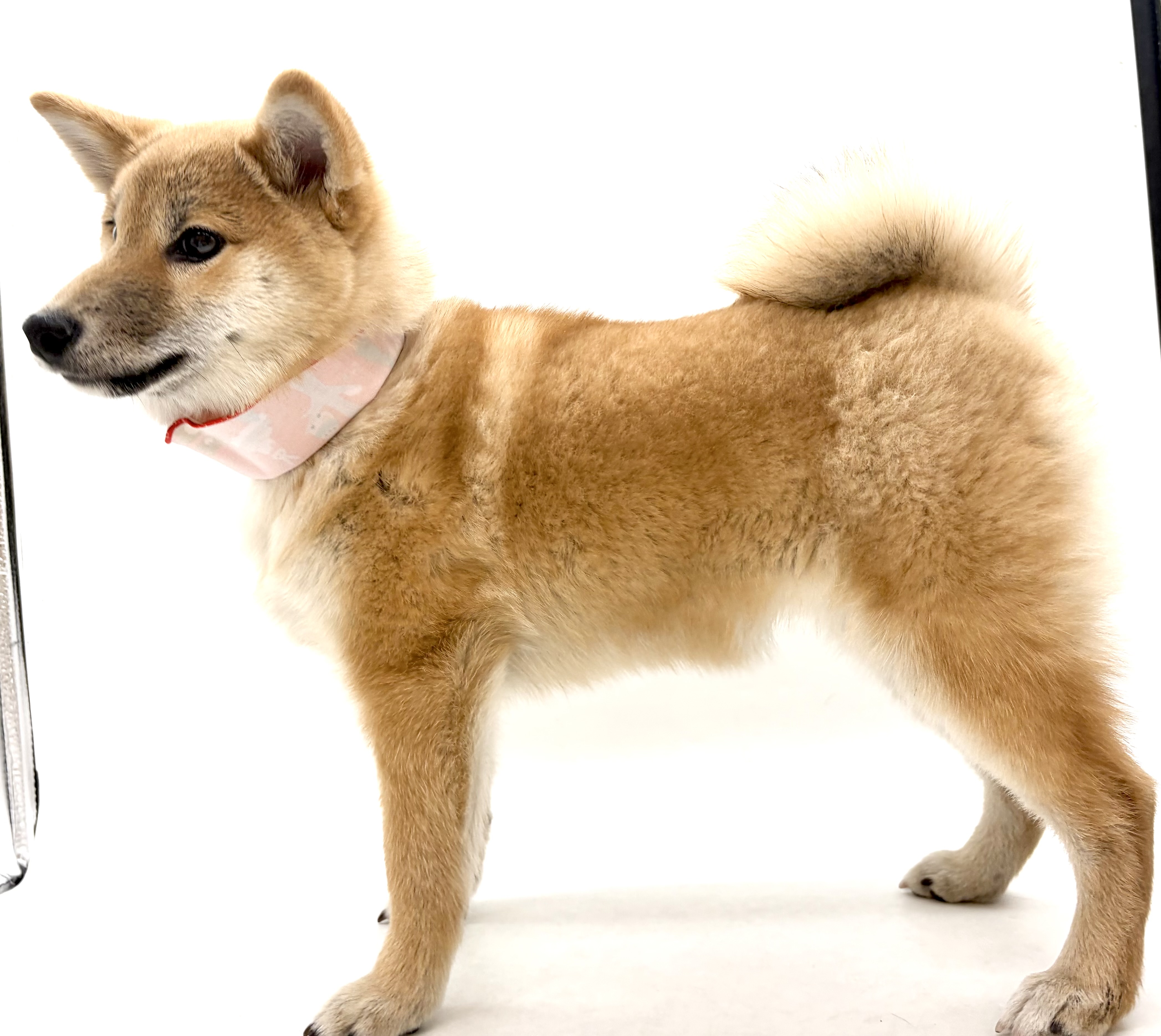 埼玉県の柴犬(標準サイズ) (ペッツワン行田店/2025年7月20日生まれ/女の子/赤)の子犬の3枚目の画像