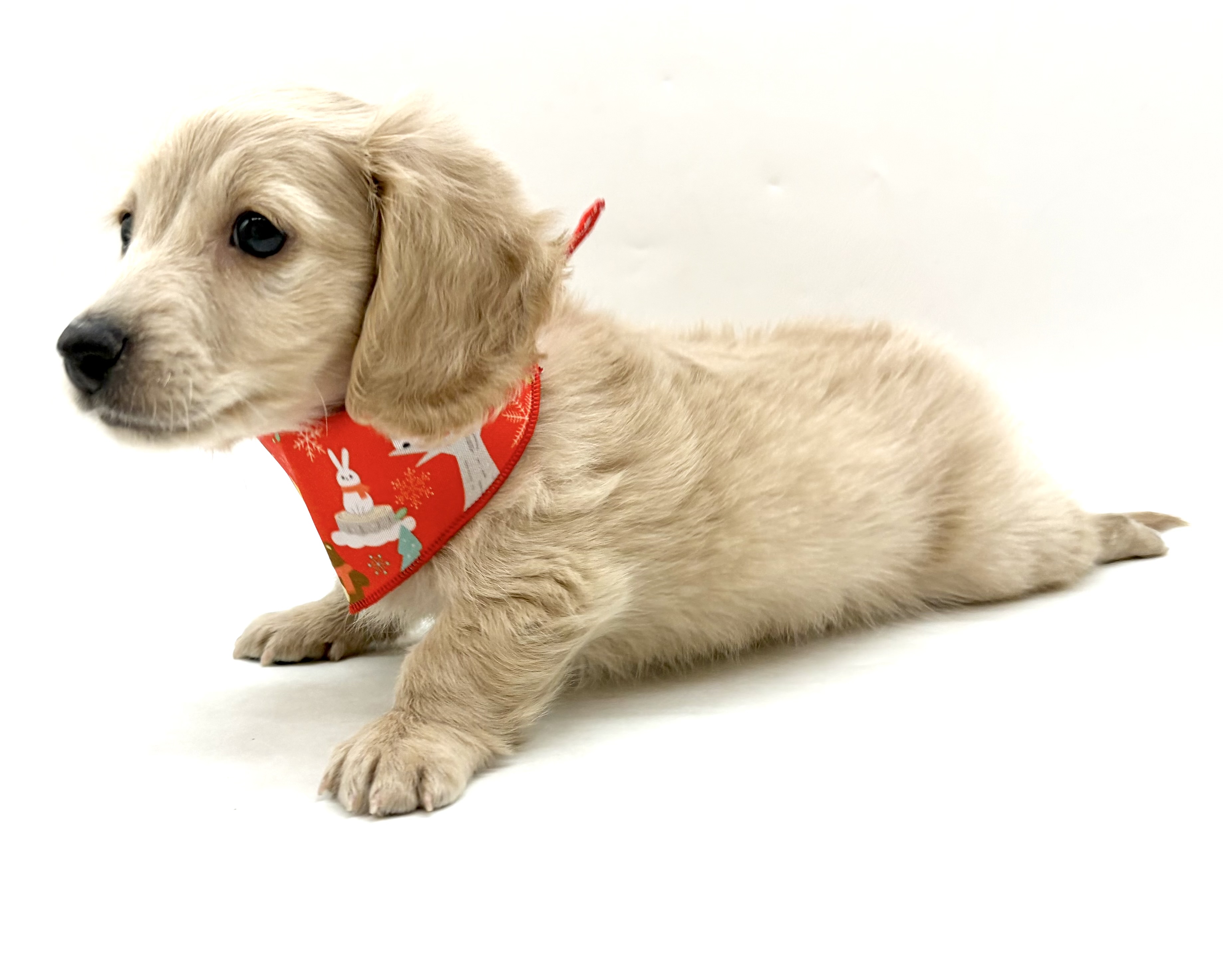 埼玉県のカニンヘンダックスフンド(ロング) (ペッツワン行田店/2025年9月27日生まれ/男の子/イエロー)の子犬の2枚目の画像