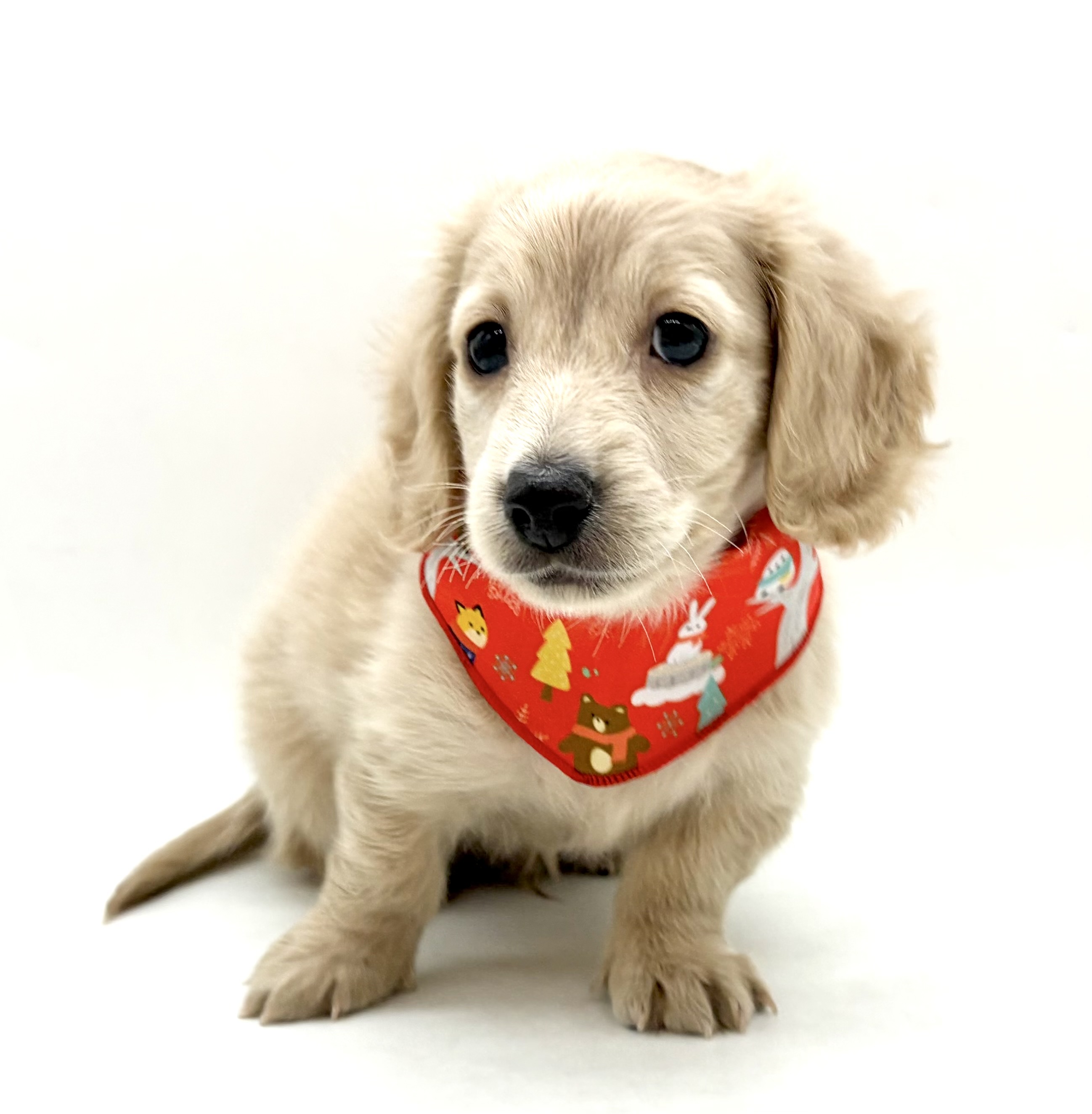 埼玉県のカニンヘンダックスフンド(ロング) (ペッツワン行田店/2025年9月27日生まれ/男の子/イエロー)の子犬の1枚目の画像