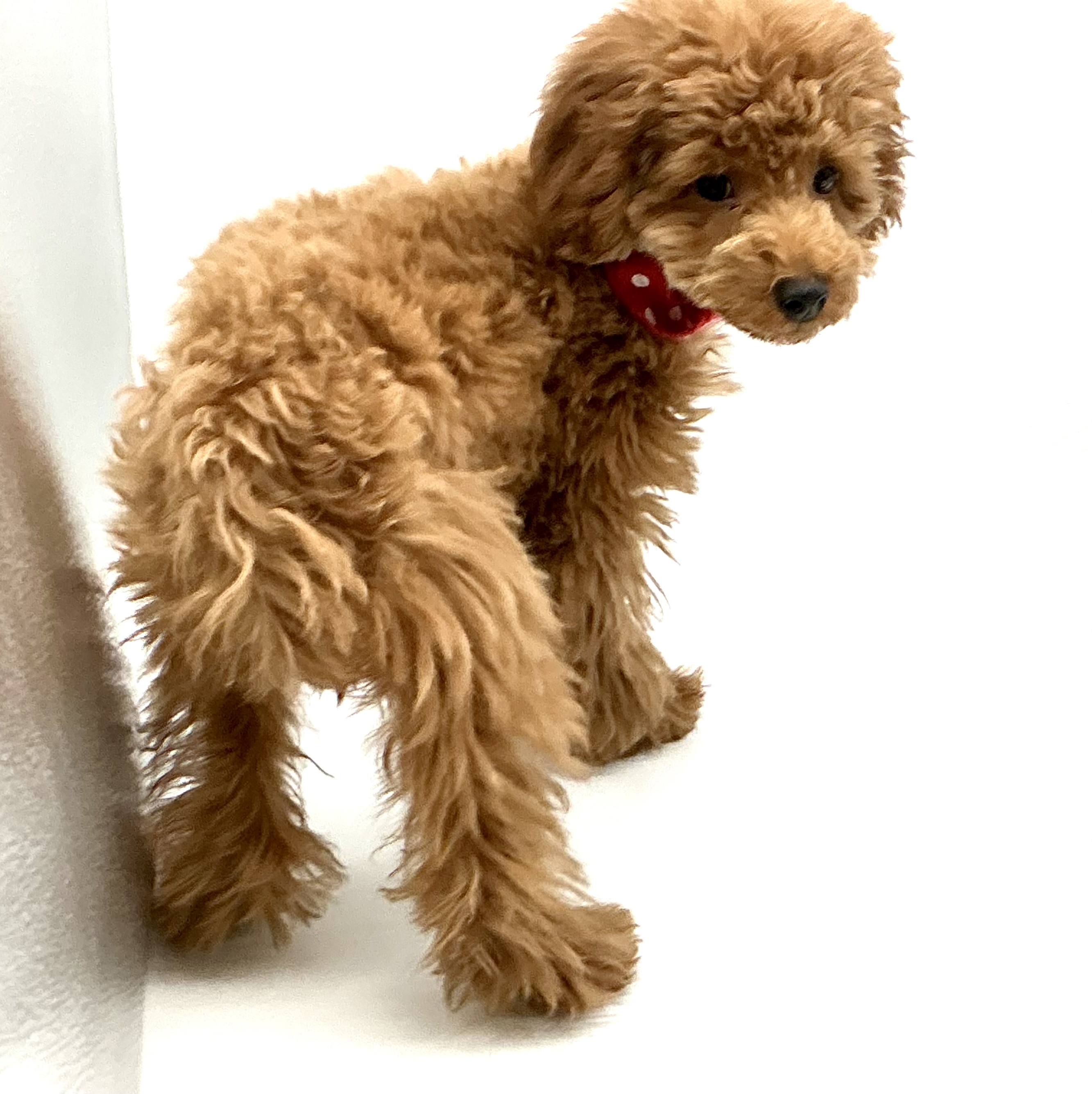 埼玉県のトイプードル(トイ) (ペッツワン鶴ヶ島店/2025年7月29日生まれ/女の子/レッド)の子犬の2枚目の画像