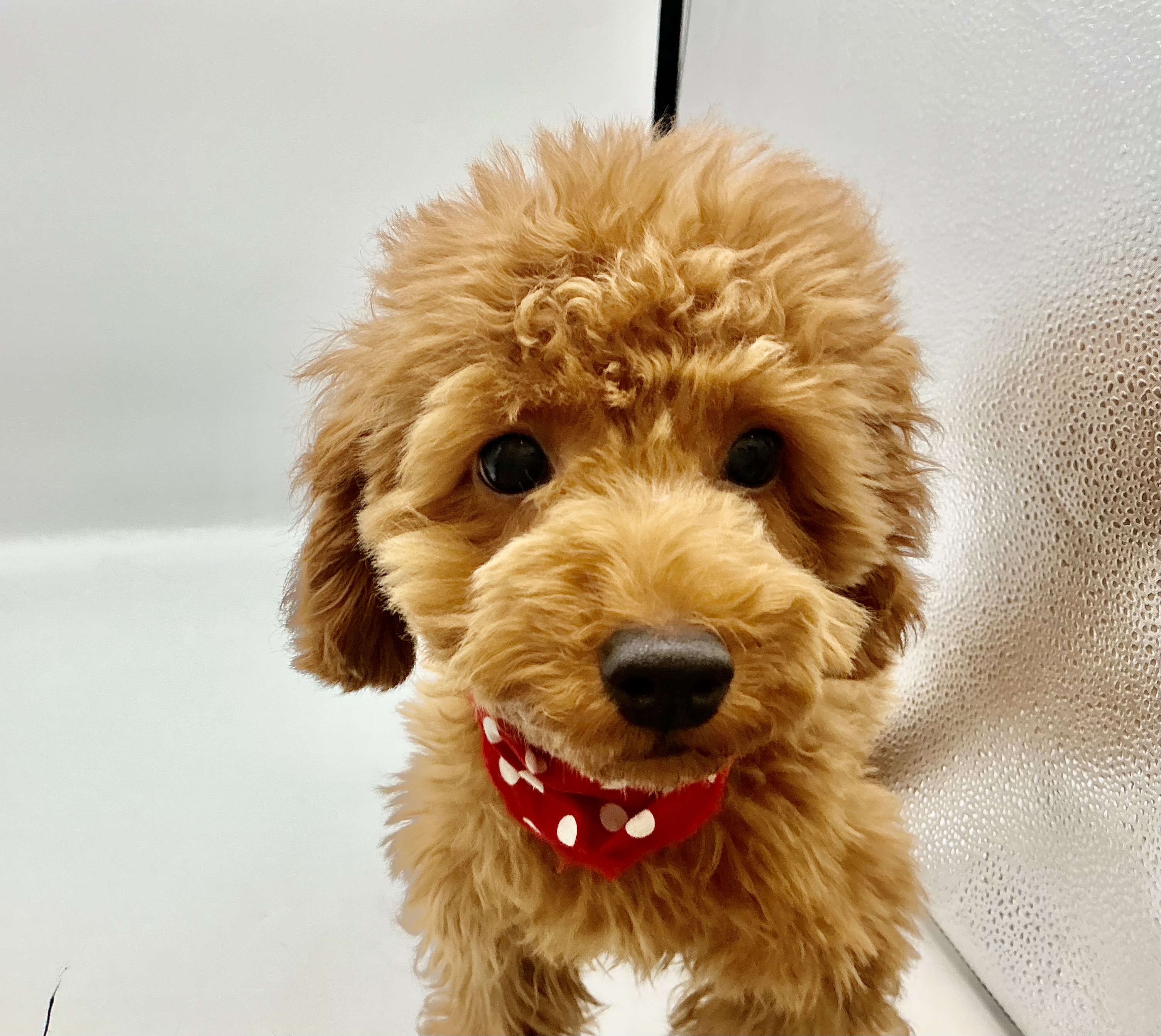 埼玉県のトイプードル(トイ) (ペッツワン鶴ヶ島店/2025年7月29日生まれ/女の子/レッド)の子犬の3枚目の画像