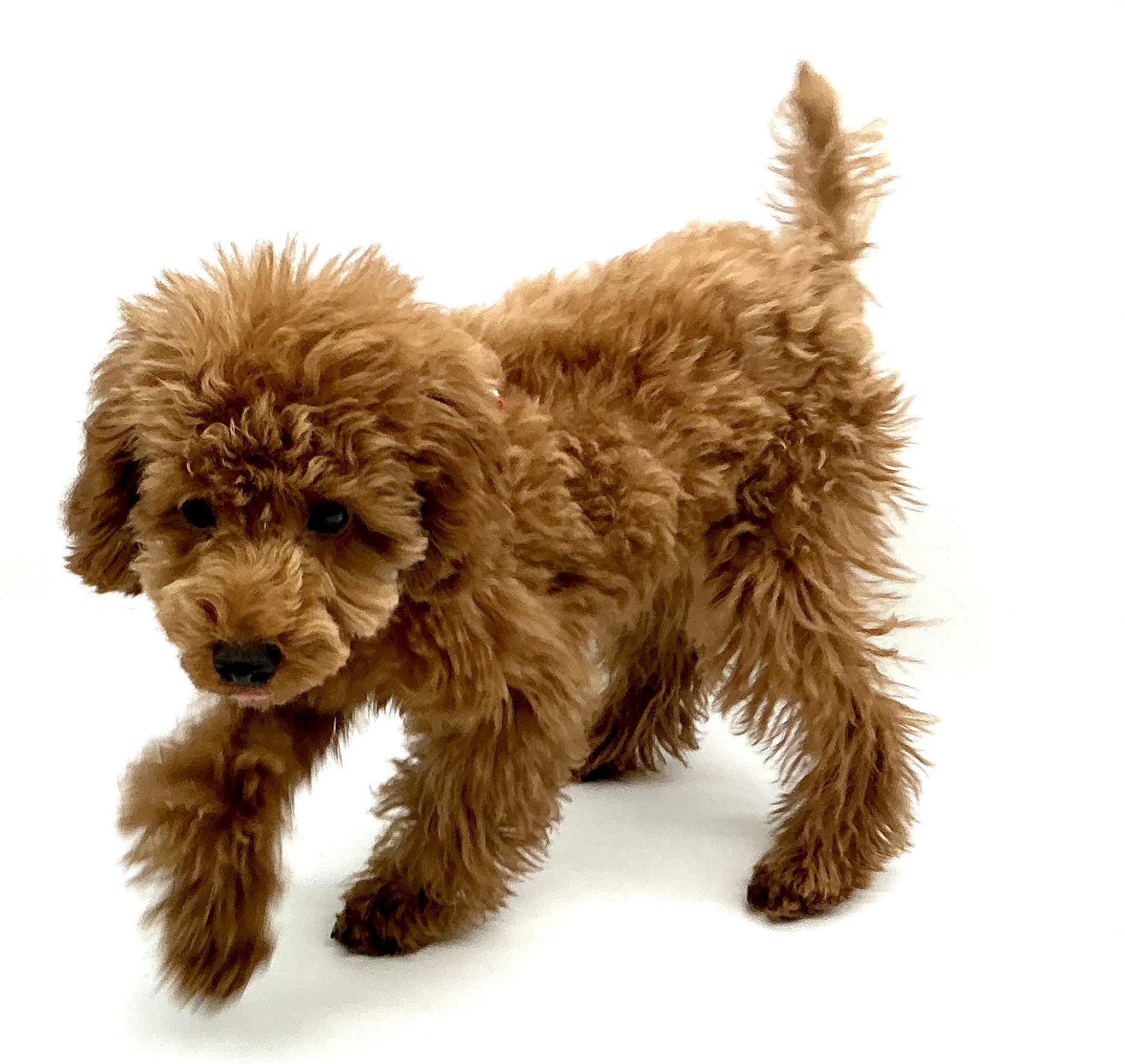 埼玉県のトイプードル(トイ) (ペッツワン鶴ヶ島店/2025年7月29日生まれ/女の子/レッド)の子犬の1枚目の画像