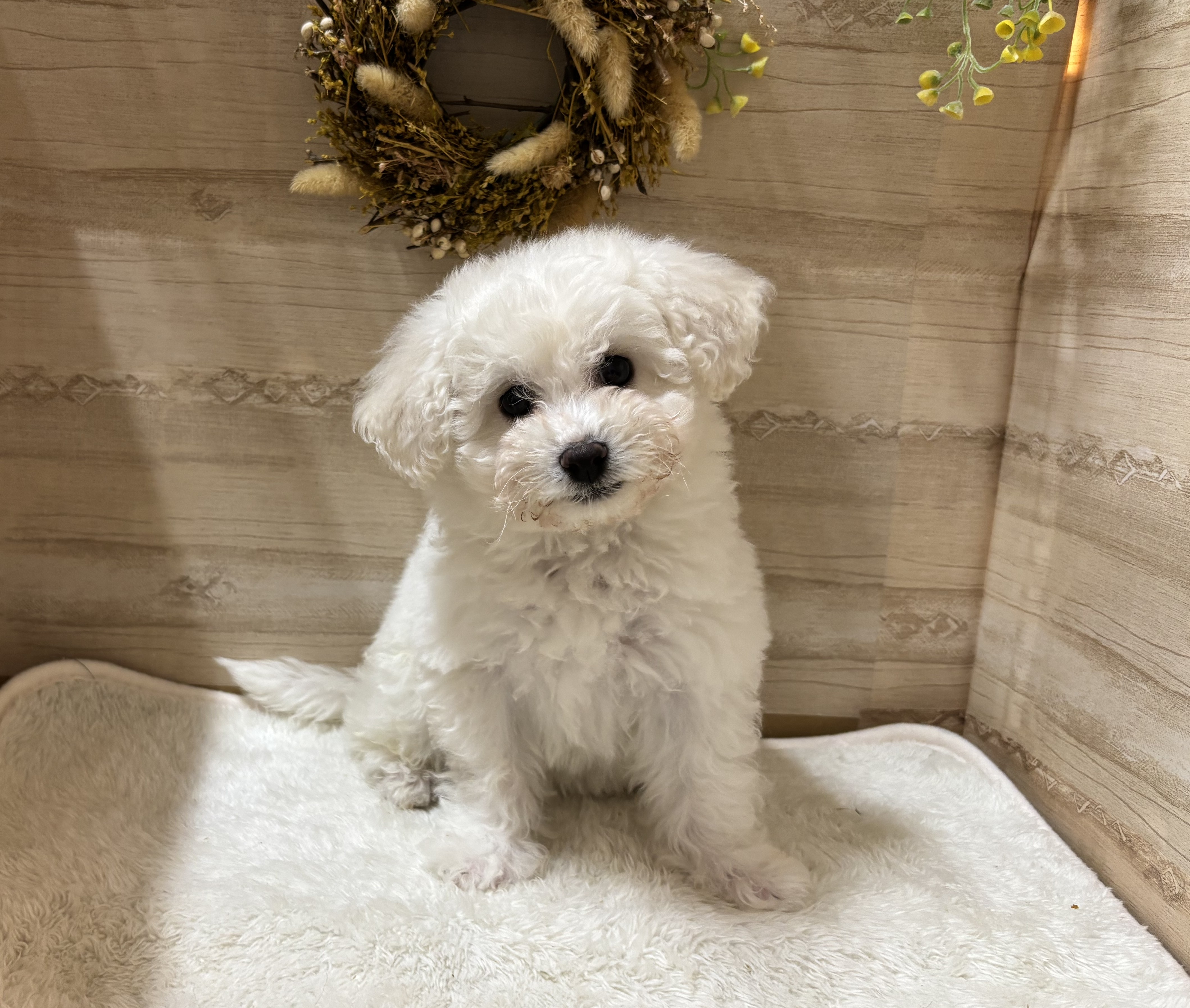 三重県のビションフリーゼ (ペッツワンみえ川越インター店/2025年10月14日生まれ/女の子/ホワイト)の子犬