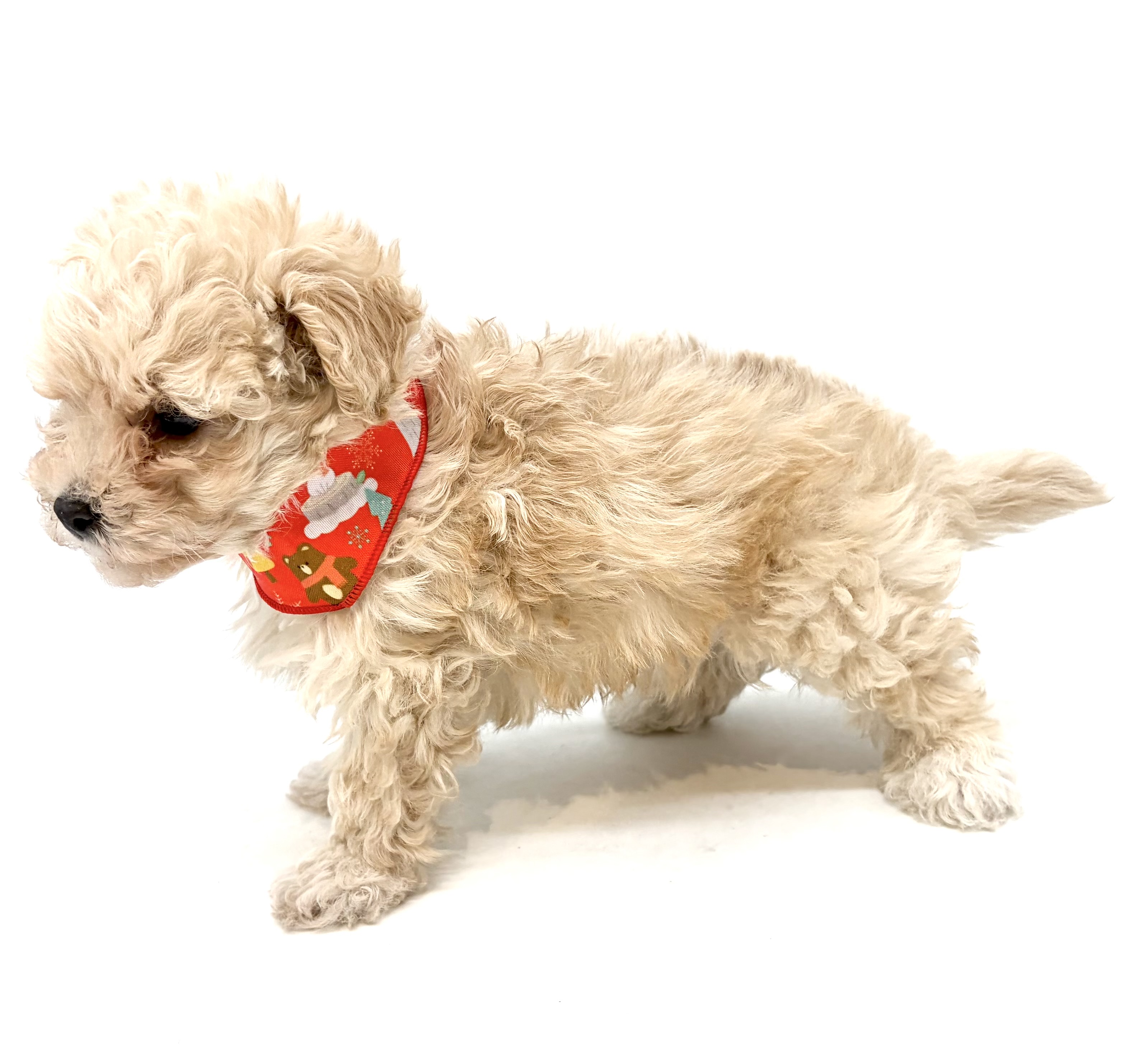 埼玉県のハーフ犬・ミックス犬 (ペッツワン行田店/2025年10月19日生まれ/男の子/クリーム)の子犬の1枚目の画像