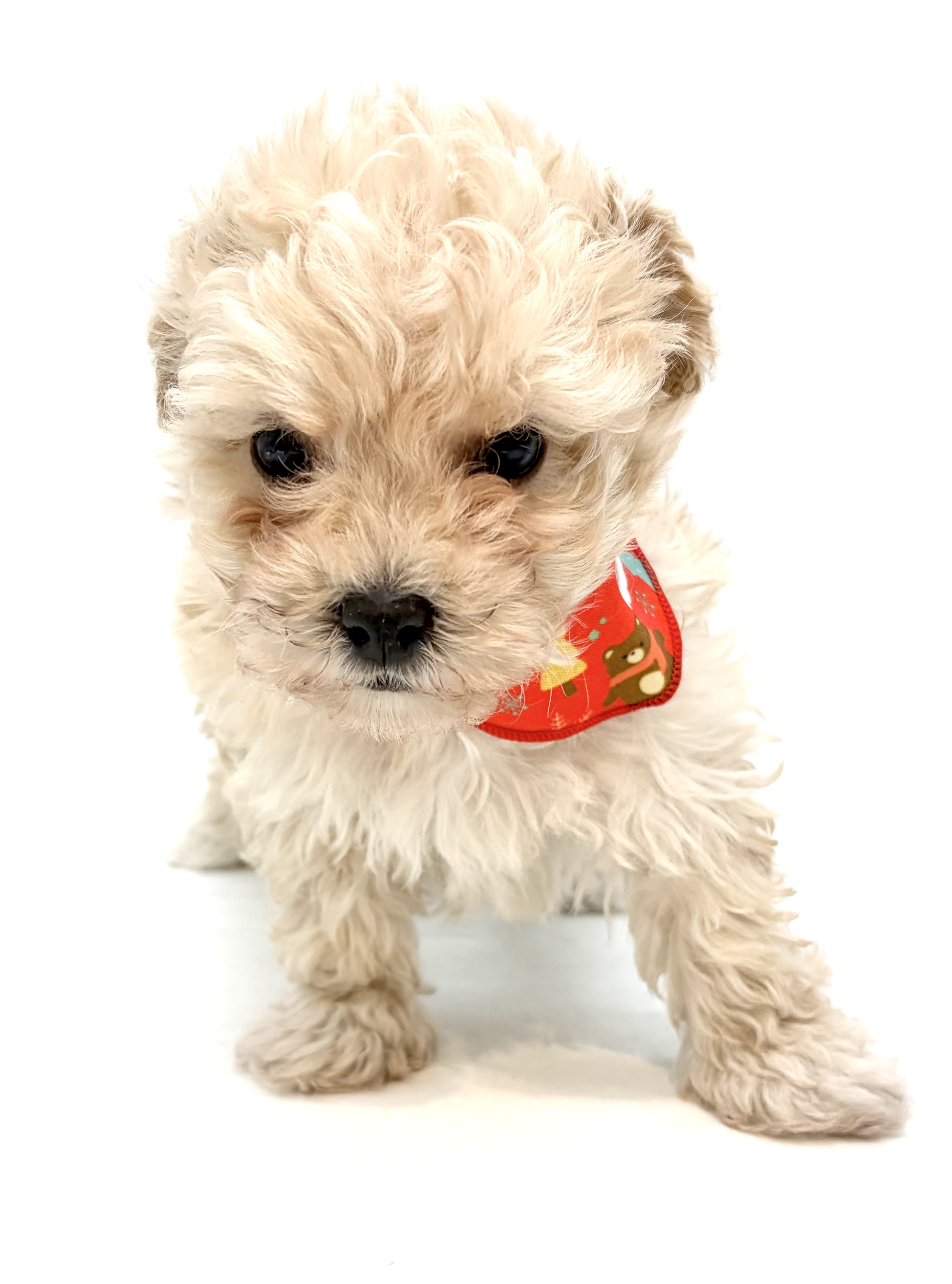 埼玉県のハーフ犬・ミックス犬 (ペッツワン行田店/2025年10月19日生まれ/男の子/クリーム)の子犬の2枚目の画像