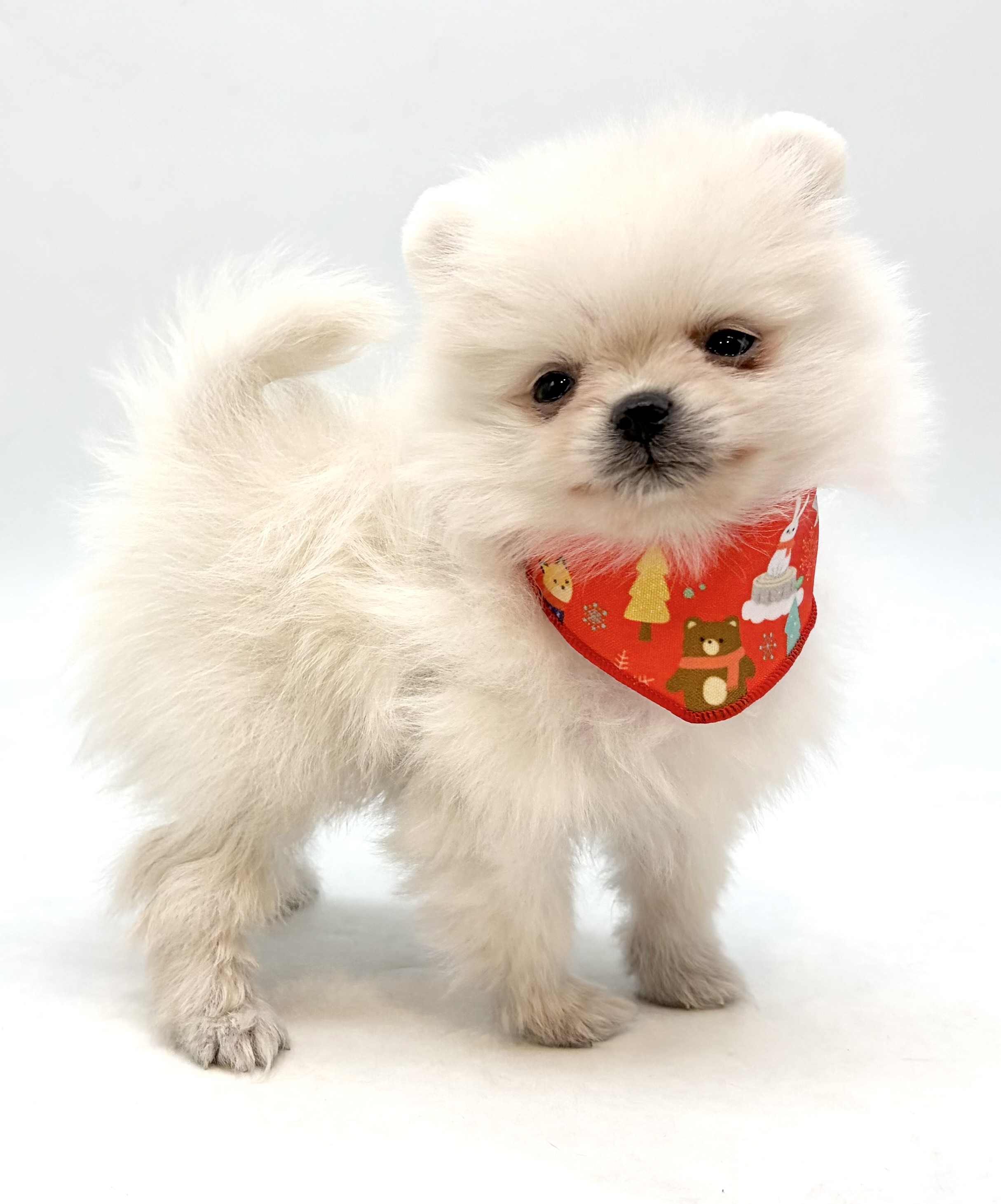 埼玉県のポメラニアン (ペッツワン行田店/2025年10月19日生まれ/男の子/クリーム)の子犬の2枚目の画像