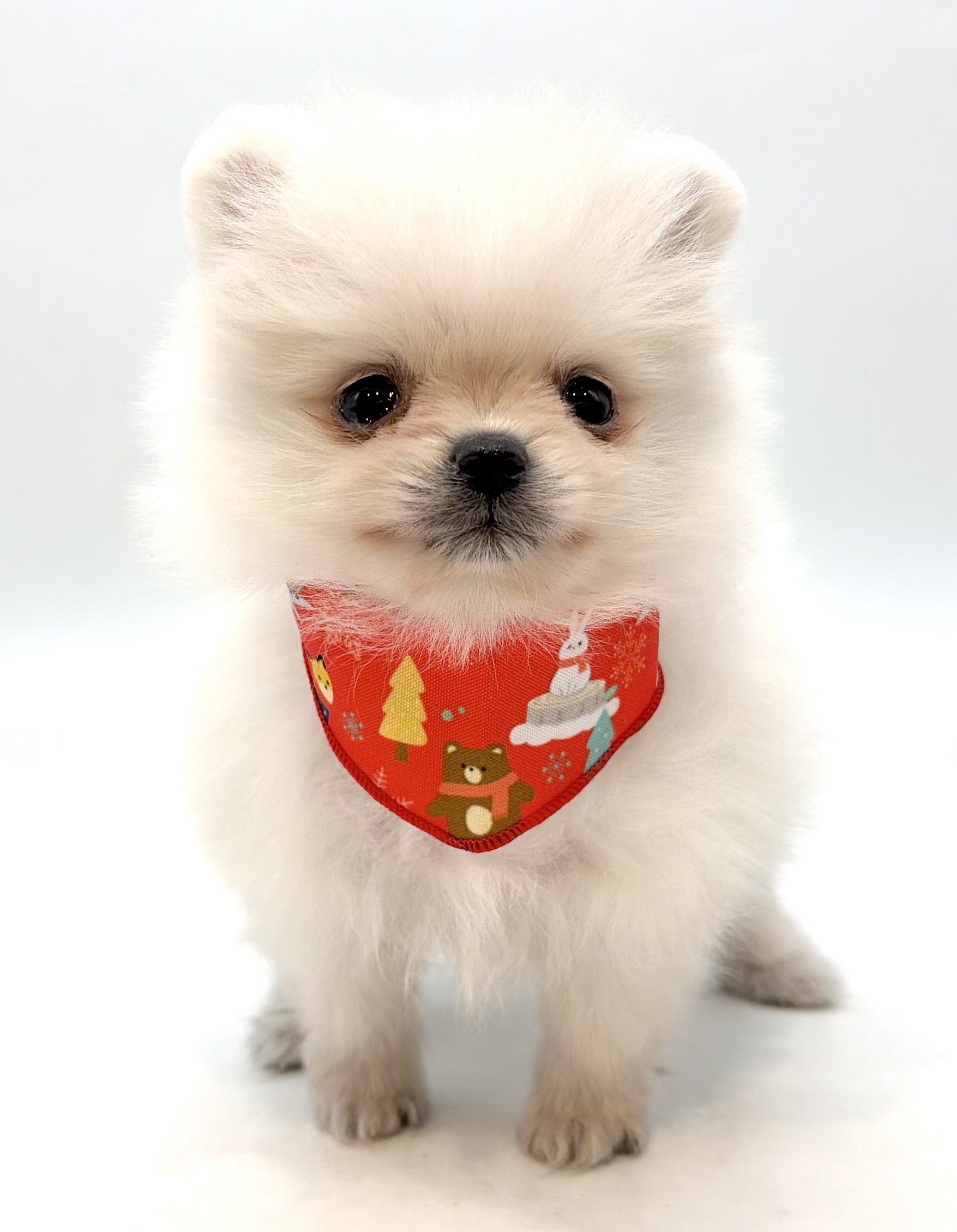 埼玉県のポメラニアン (ペッツワン行田店/2025年10月19日生まれ/男の子/クリーム)の子犬の1枚目の画像