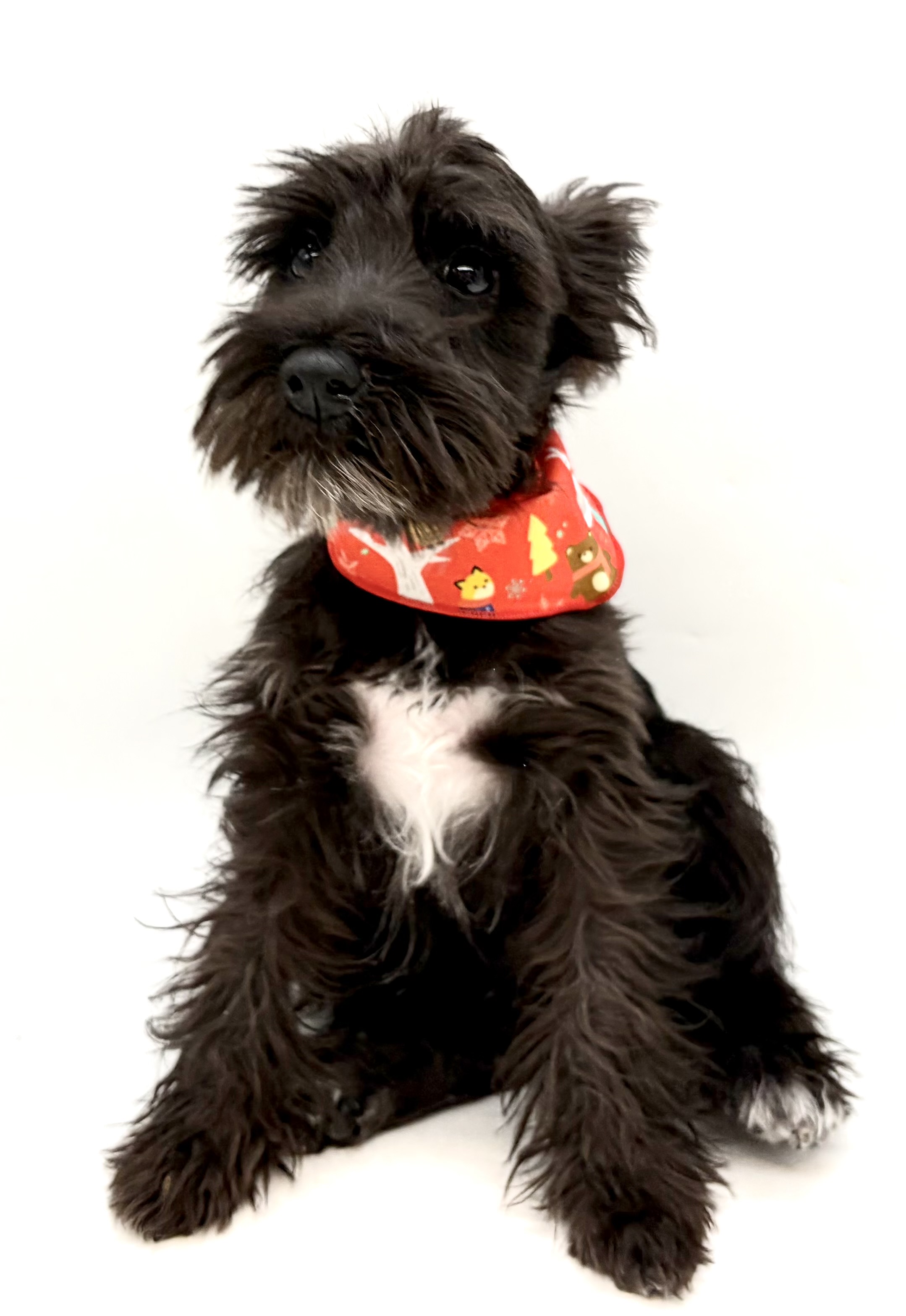 埼玉県のミニチュアシュナウザー (ペッツワン行田店/2025年8月2日生まれ/女の子/ブラックホワイト)の子犬の1枚目の画像