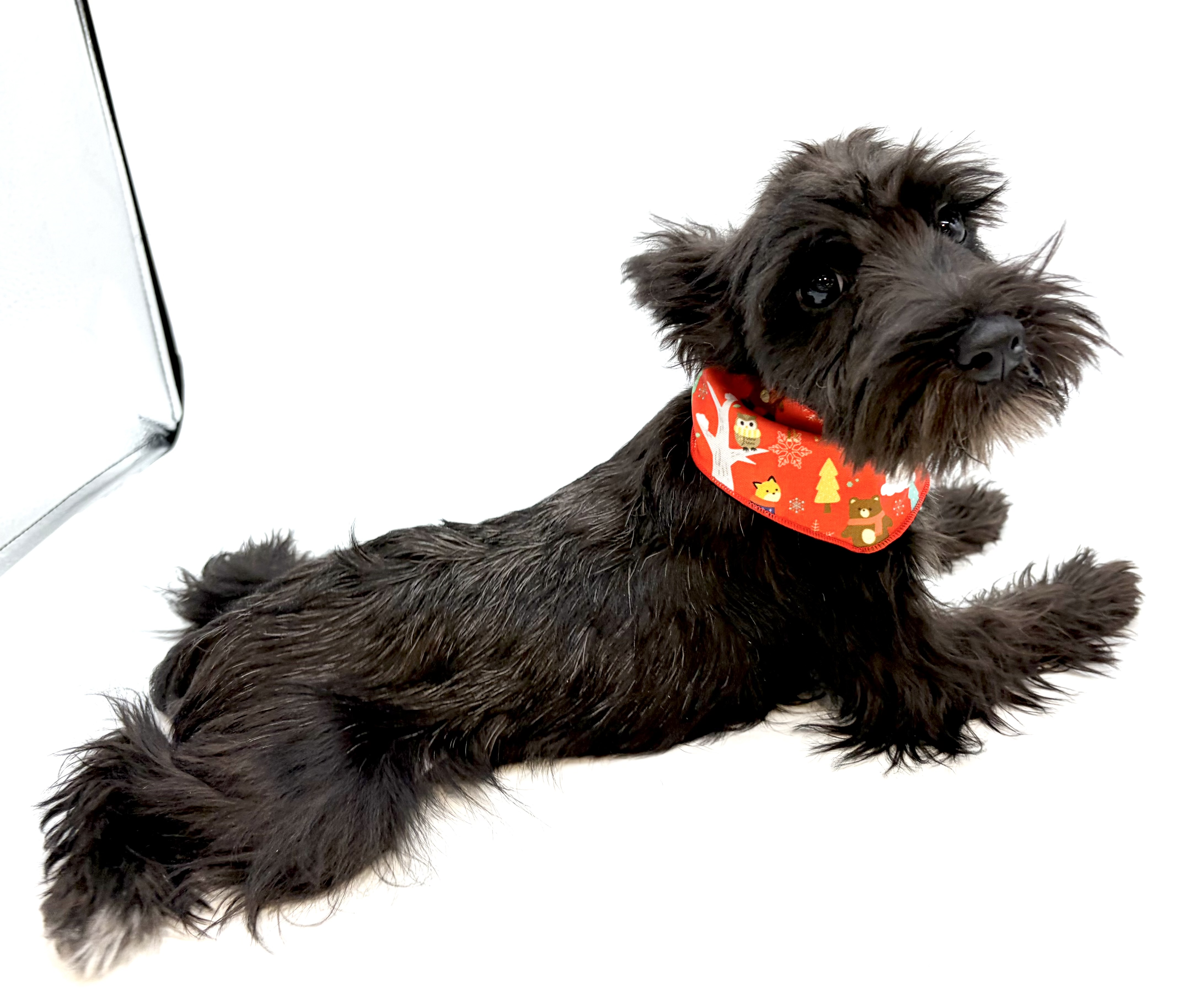 埼玉県のミニチュアシュナウザー (ペッツワン行田店/2025年8月2日生まれ/女の子/ブラックホワイト)の子犬の2枚目の画像