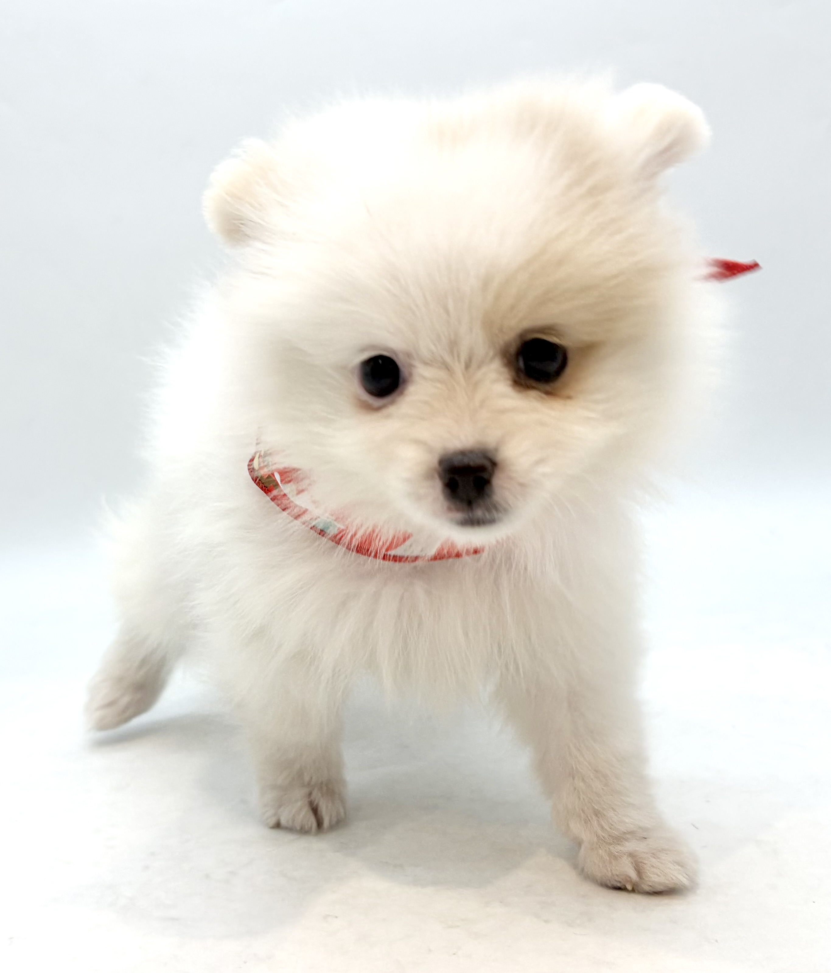 埼玉県のポメラニアン (ペッツワン行田店/2025年9月30日生まれ/女の子/クリームホワイト)の子犬の1枚目の画像