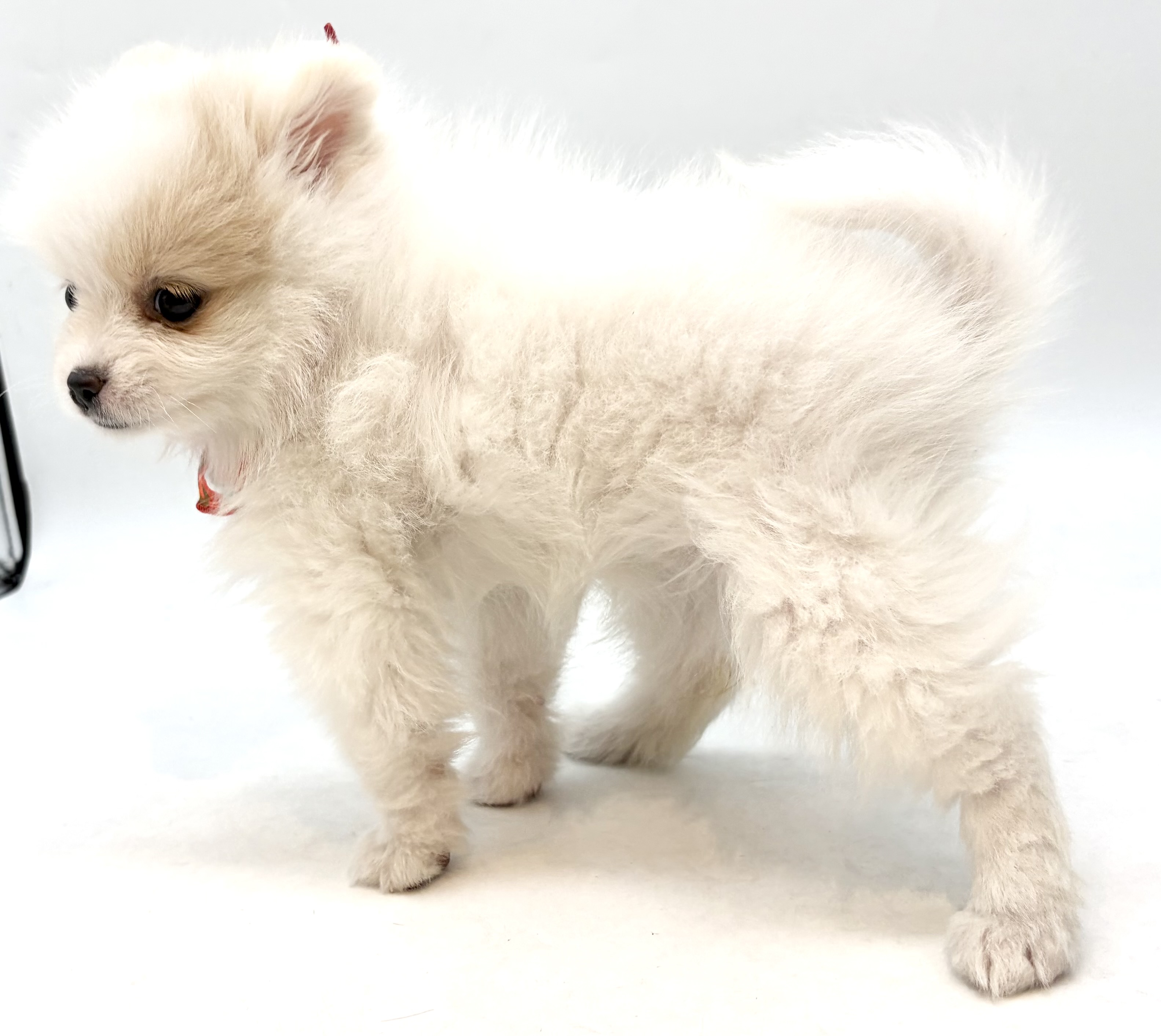 埼玉県のポメラニアン (ペッツワン行田店/2025年9月30日生まれ/女の子/クリームホワイト)の子犬の2枚目の画像