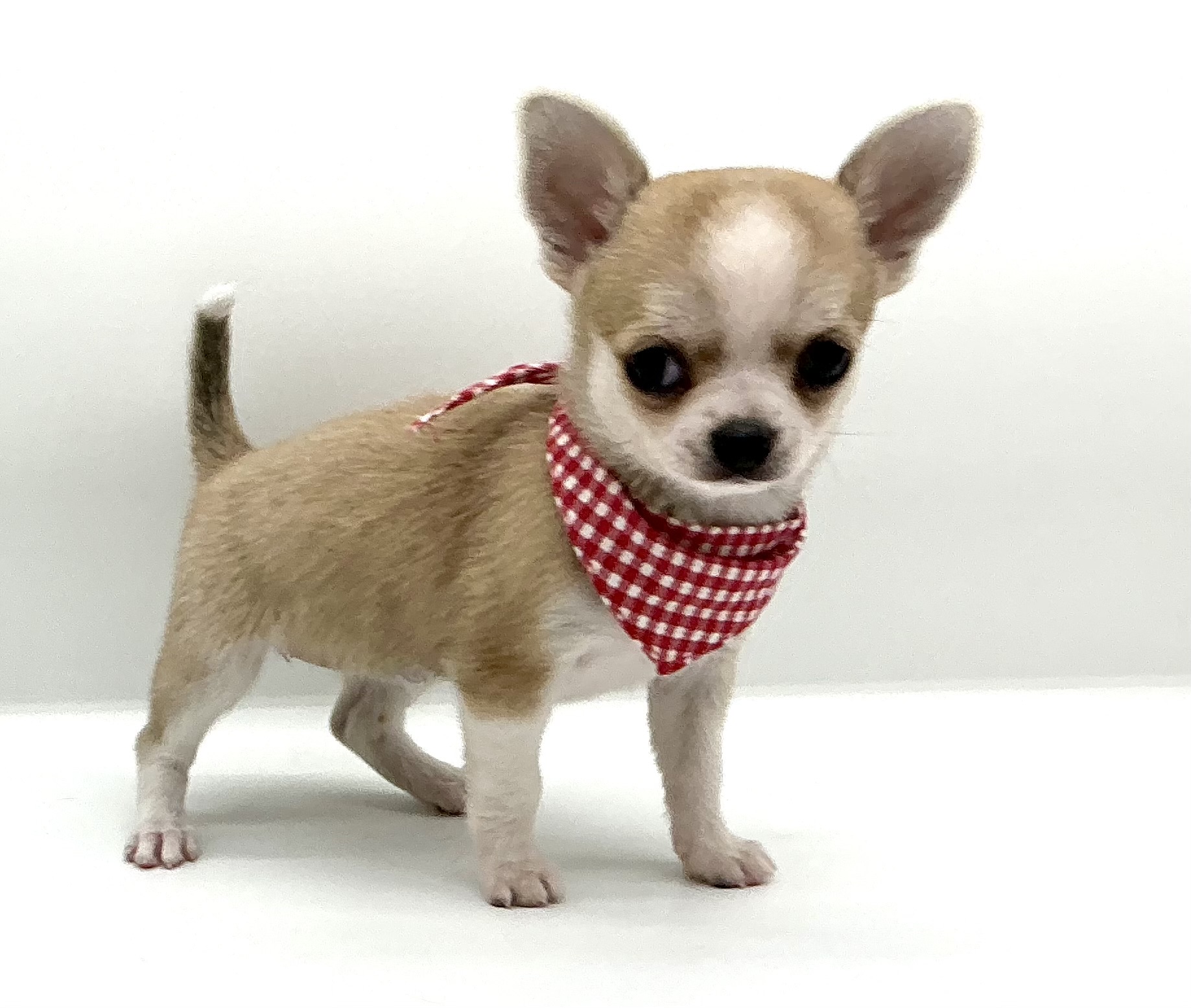 埼玉県のチワワ(ロング) (ペッツワン鶴ヶ島店/2025年10月20日生まれ/女の子/レッドホワイト)の子犬の2枚目の画像