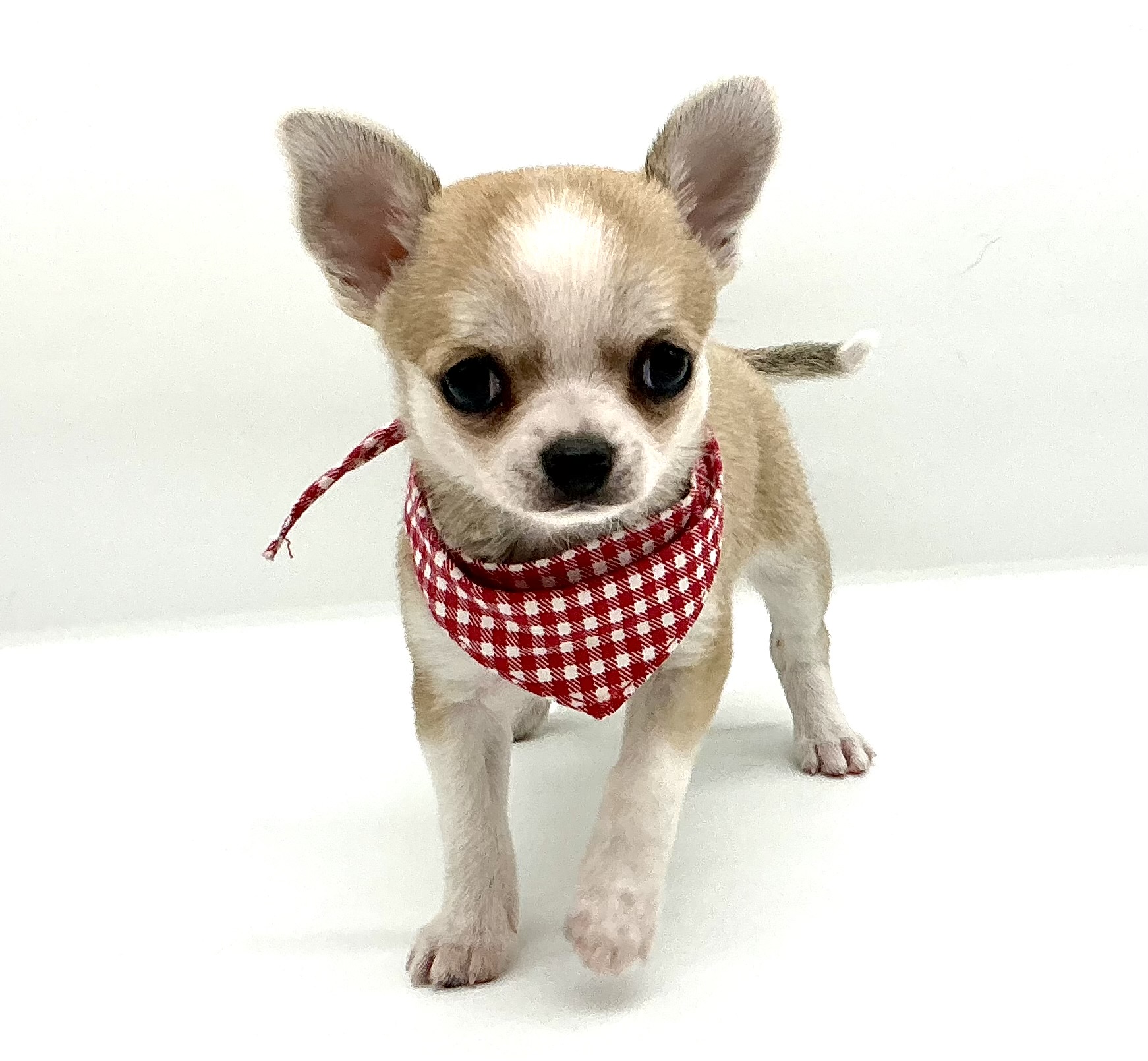 埼玉県のチワワ(ロング) (ペッツワン鶴ヶ島店/2025年10月20日生まれ/女の子/レッドホワイト)の子犬の1枚目の画像