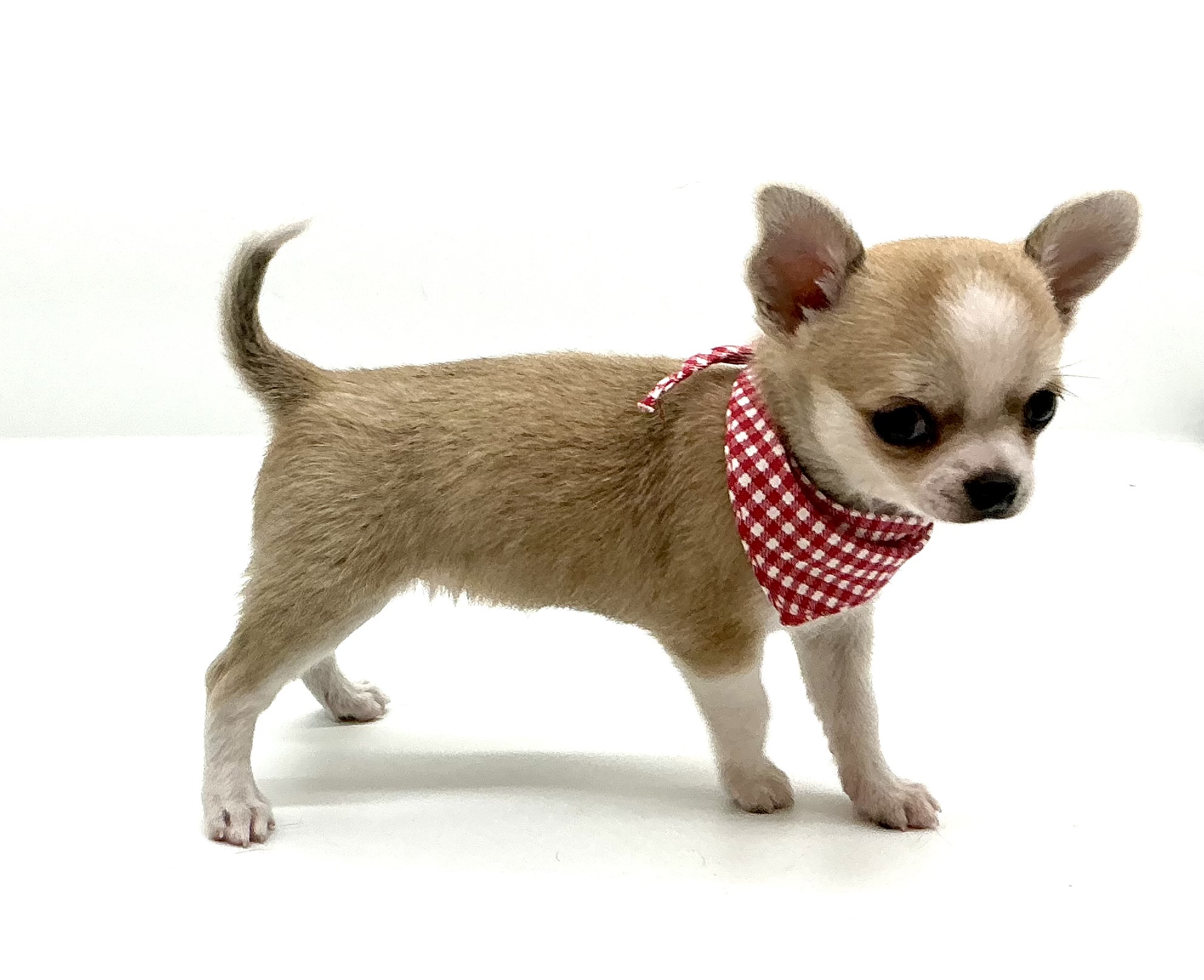 埼玉県のチワワ(ロング) (ペッツワン鶴ヶ島店/2025年10月20日生まれ/女の子/レッドホワイト)の子犬の3枚目の画像