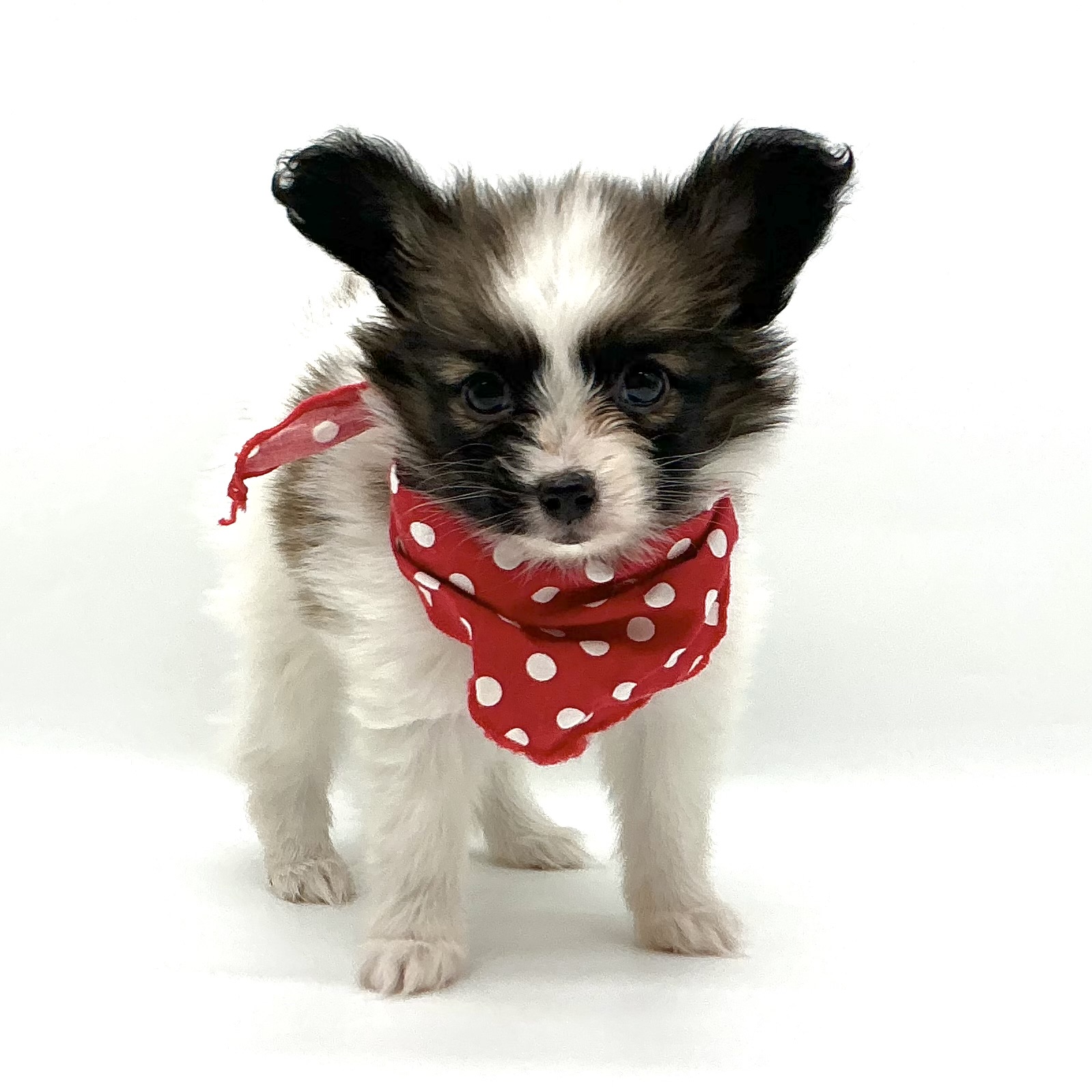 埼玉県のパピヨン (ペッツワン鶴ヶ島店/2025年10月21日生まれ/女の子/ホワイトブラウン)の子犬の1枚目の画像