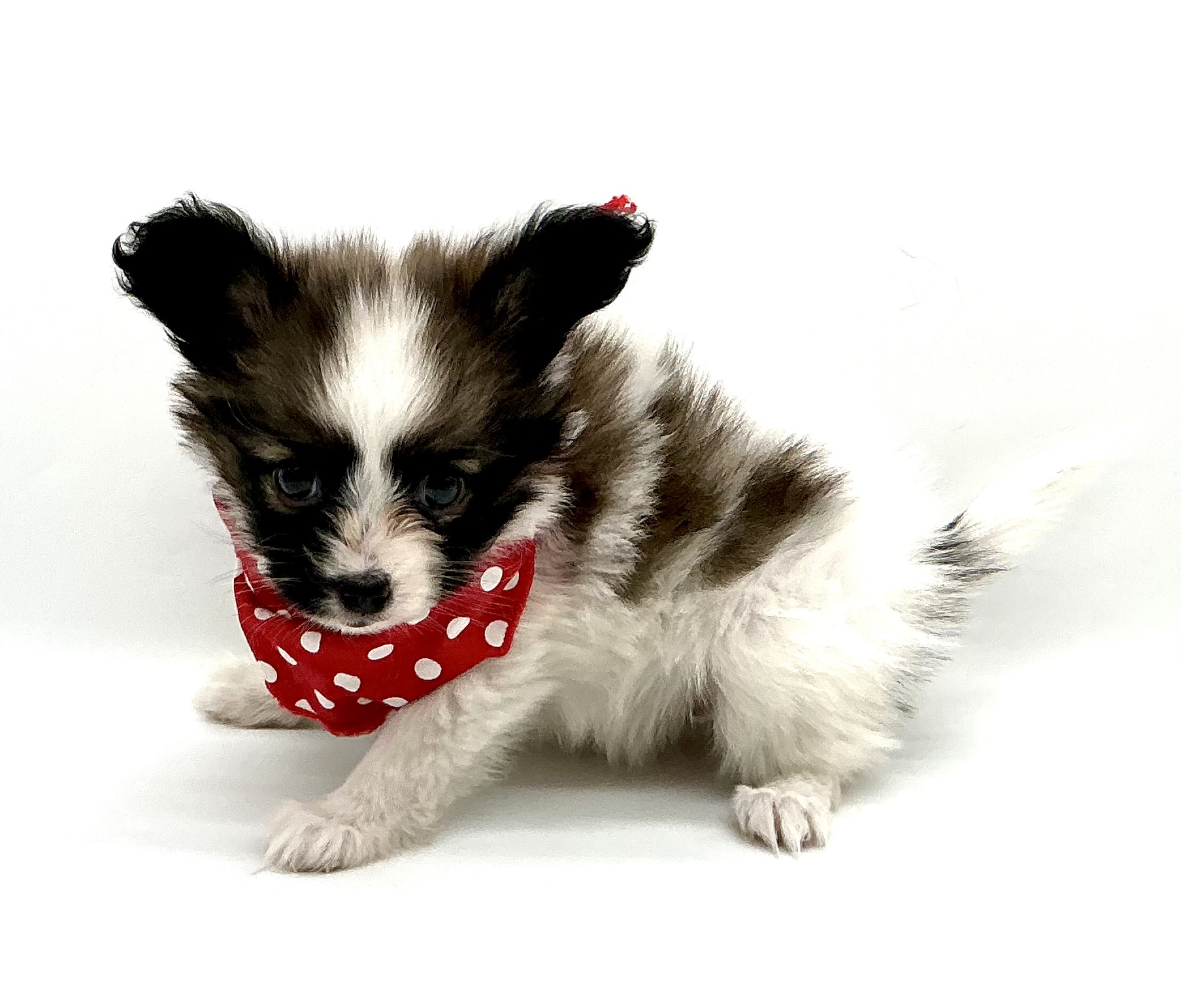 埼玉県のパピヨン (ペッツワン鶴ヶ島店/2025年10月21日生まれ/女の子/ホワイトブラウン)の子犬の2枚目の画像