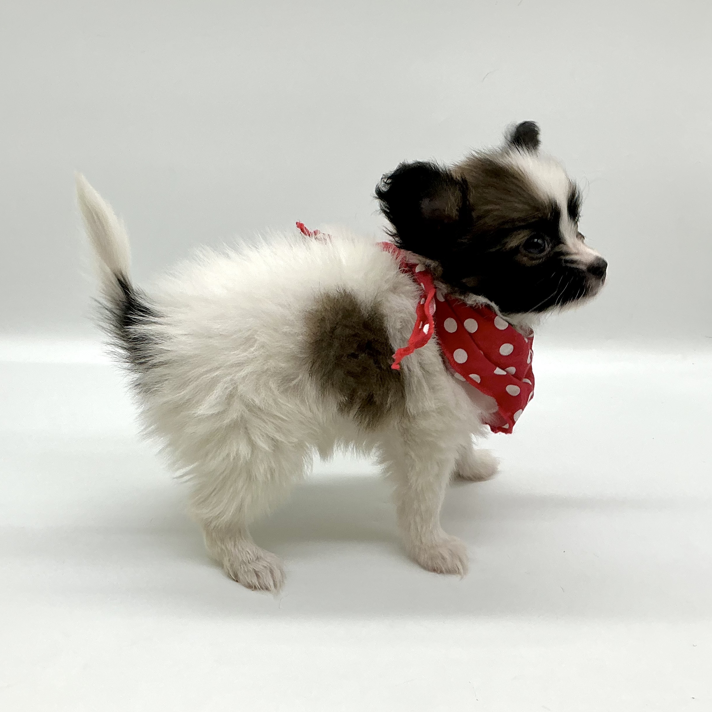 埼玉県のパピヨン (ペッツワン鶴ヶ島店/2025年10月21日生まれ/女の子/ホワイトブラウン)の子犬の3枚目の画像