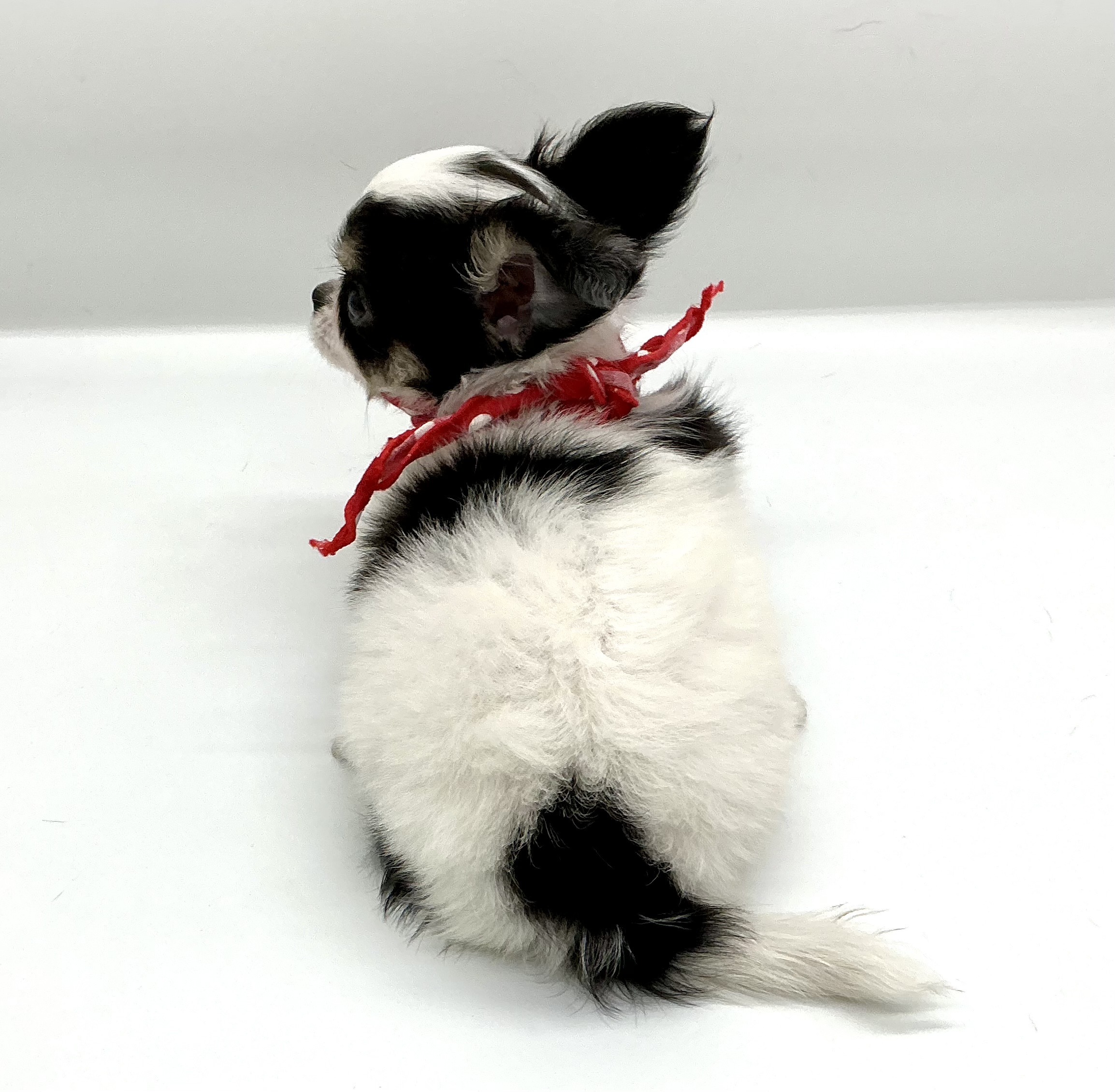 埼玉県のチワワ(ロング) (ペッツワン鶴ヶ島店/2025年10月20日生まれ/女の子/ホワイトブラックタン)の子犬の3枚目の画像