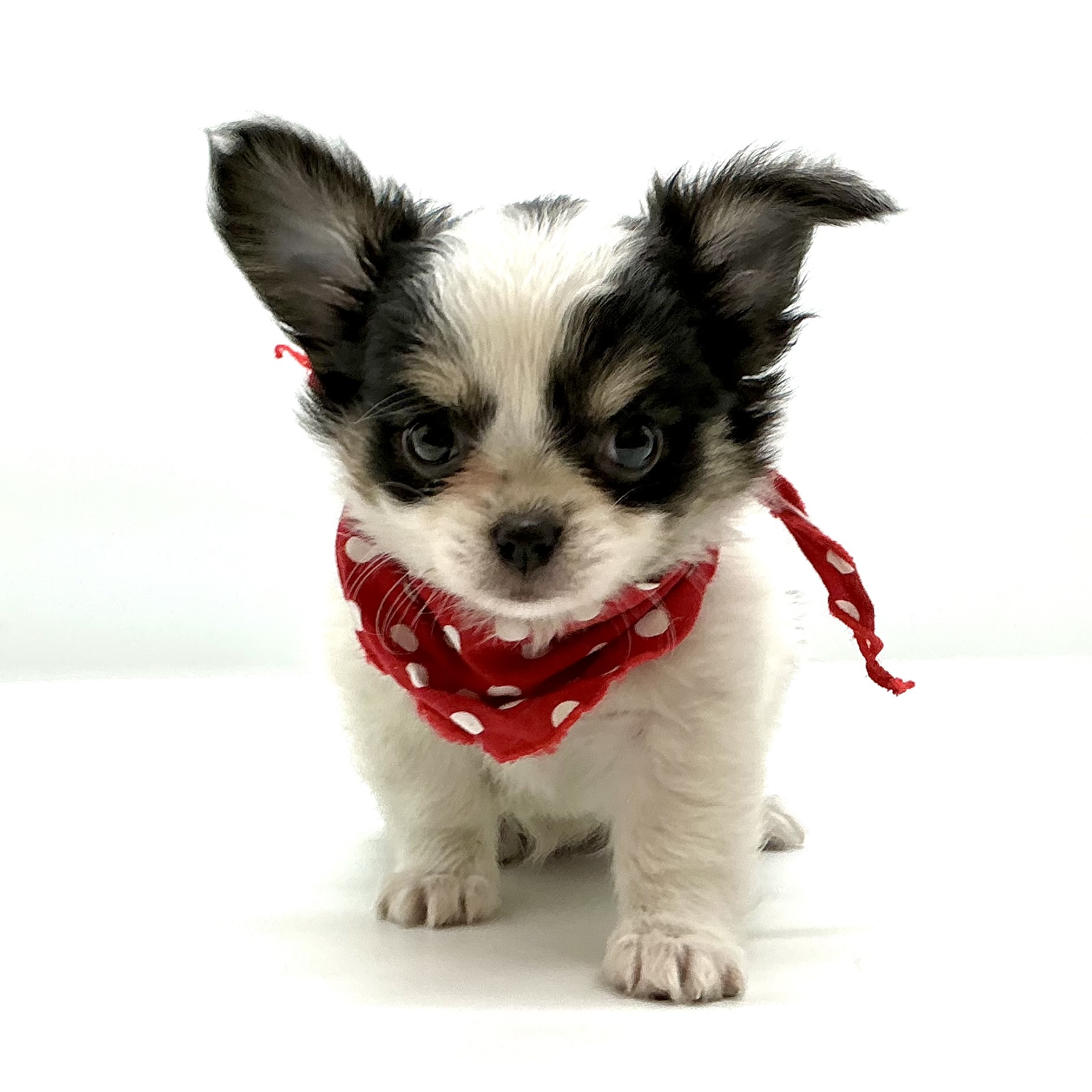 埼玉県のチワワ(ロング) (ペッツワン鶴ヶ島店/2025年10月20日生まれ/女の子/ホワイトブラックタン)の子犬の1枚目の画像