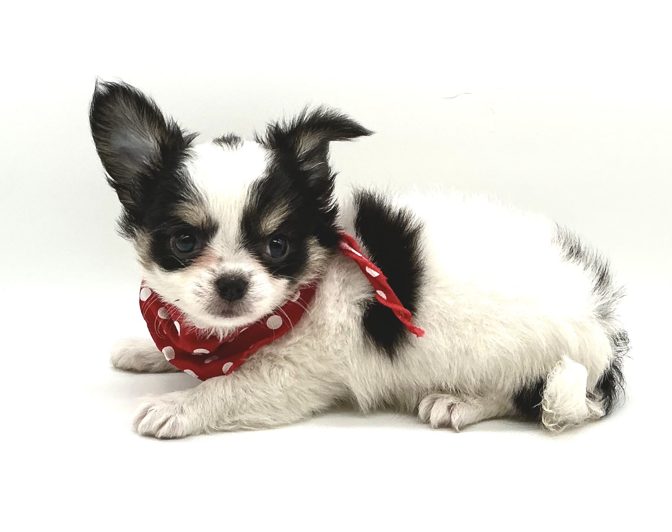 埼玉県のチワワ(ロング) (ペッツワン鶴ヶ島店/2025年10月20日生まれ/女の子/ホワイトブラックタン)の子犬の2枚目の画像