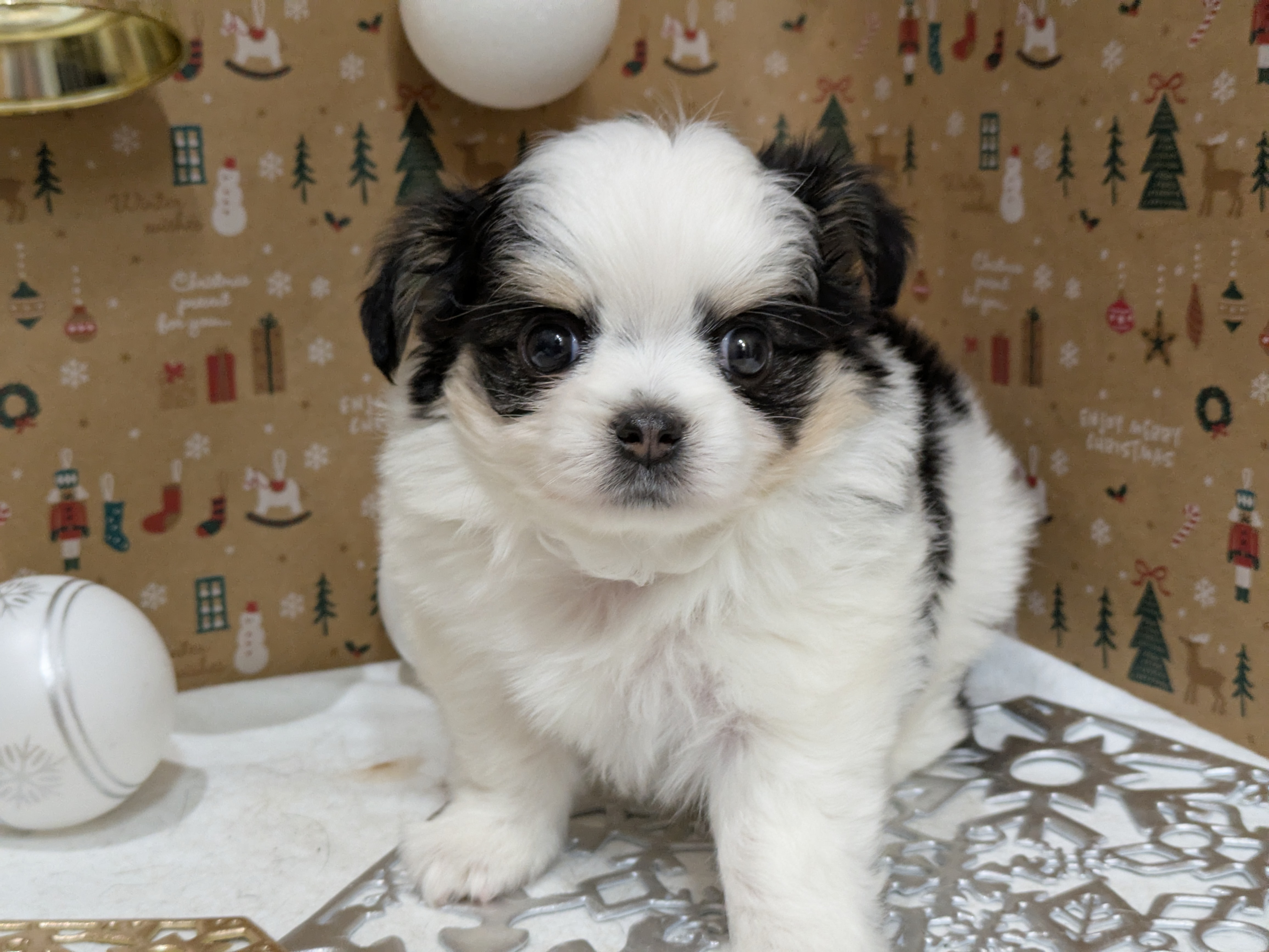 岐阜県のハーフ犬・ミックス犬 (ペッツワン関店/2025年10月15日生まれ/女の子/ブラックホワイト)の子犬