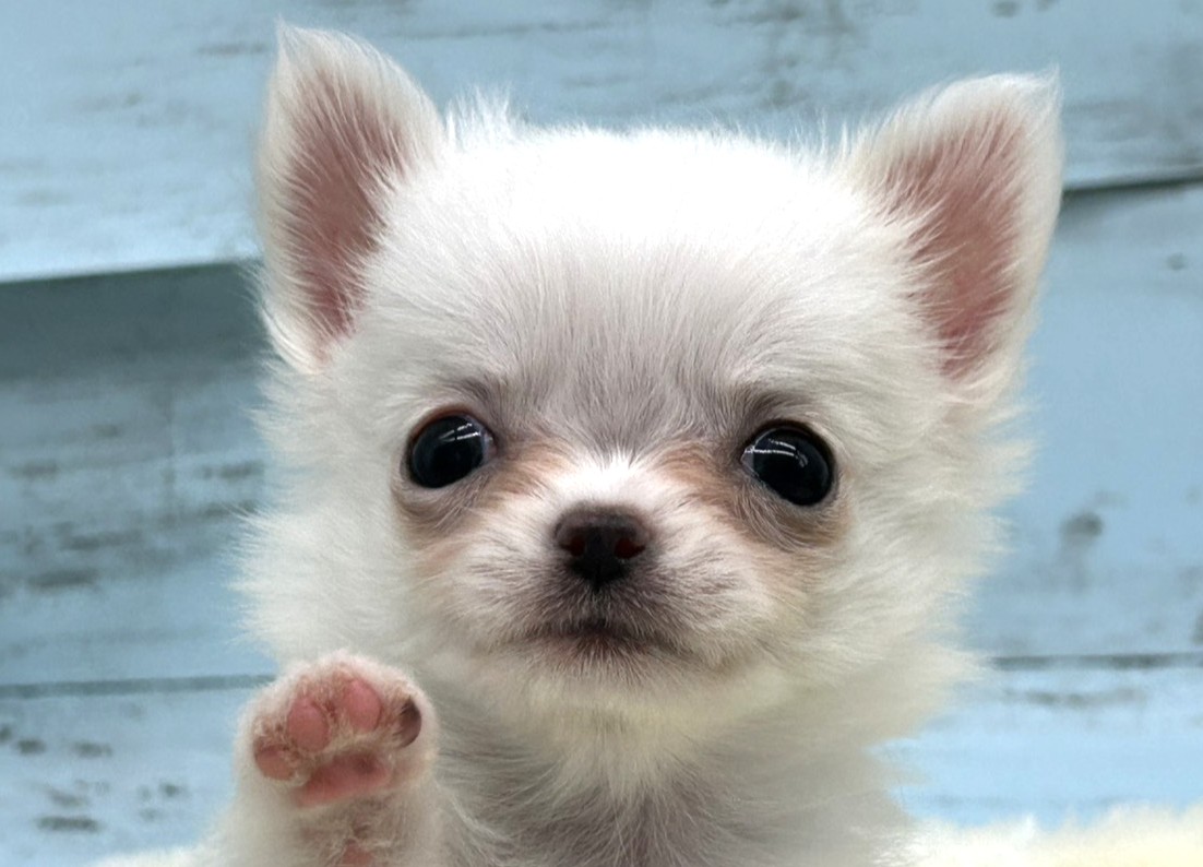 静岡県のチワワ(ロング) (ペッツワン藤枝店/2025年10月17日生まれ/女の子/クリーム)の子犬の1枚目の画像