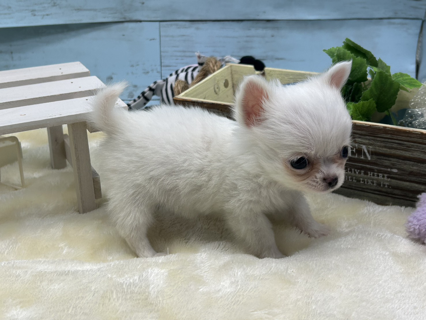 静岡県のチワワ(ロング) (ペッツワン藤枝店/2025年10月17日生まれ/女の子/クリーム)の子犬の3枚目の画像