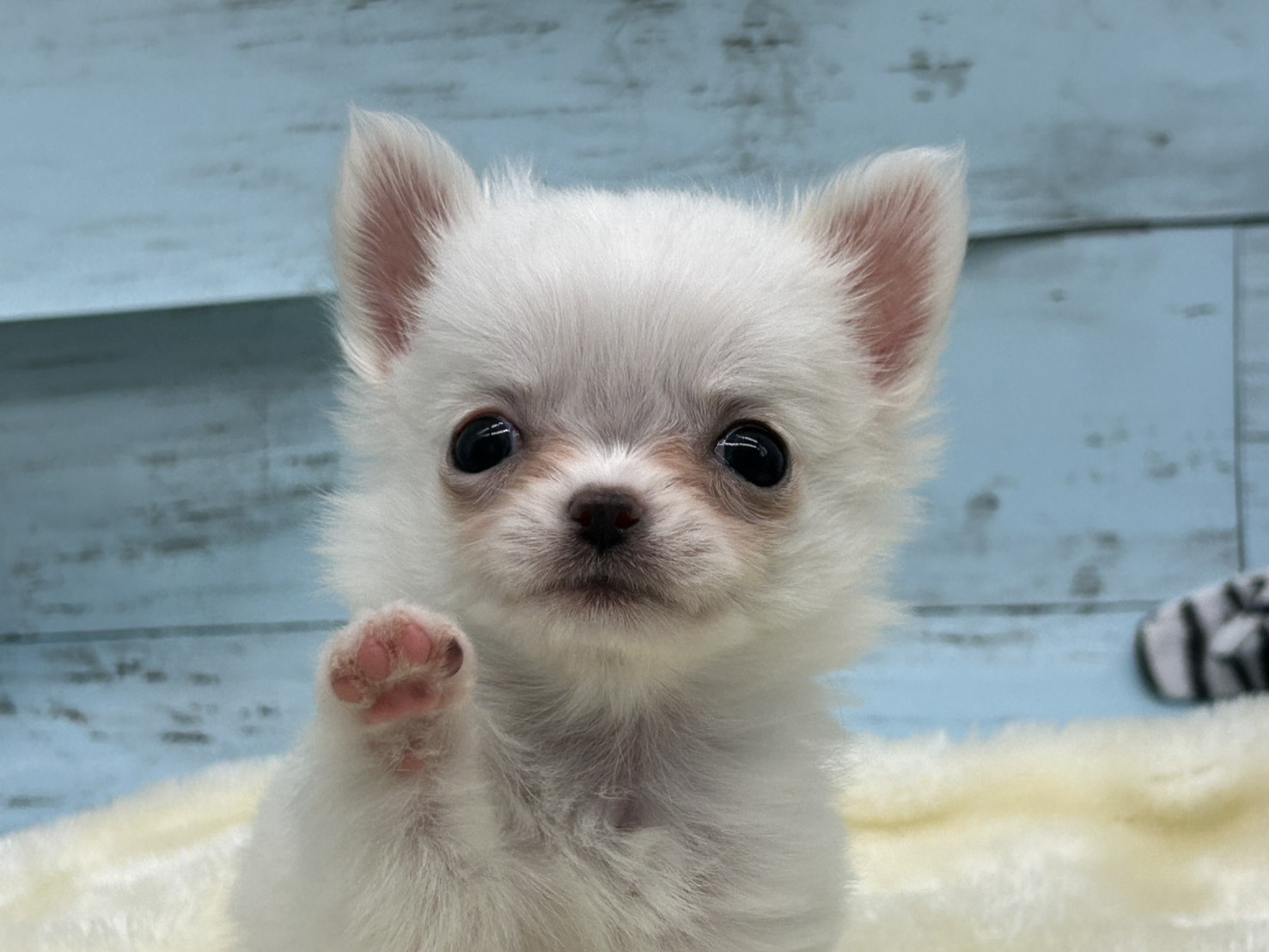 静岡県のチワワ(ロング) (ペッツワン藤枝店/2025年10月17日生まれ/女の子/クリーム)の子犬の2枚目の画像