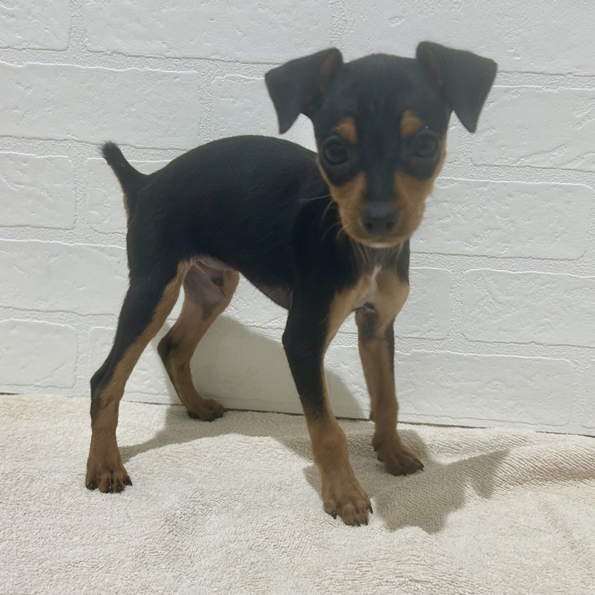 愛知県のミニチュアピンシャー (ペッツワン常滑店/2025年10月17日生まれ/男の子/ブラックタン)の子犬の1枚目の画像