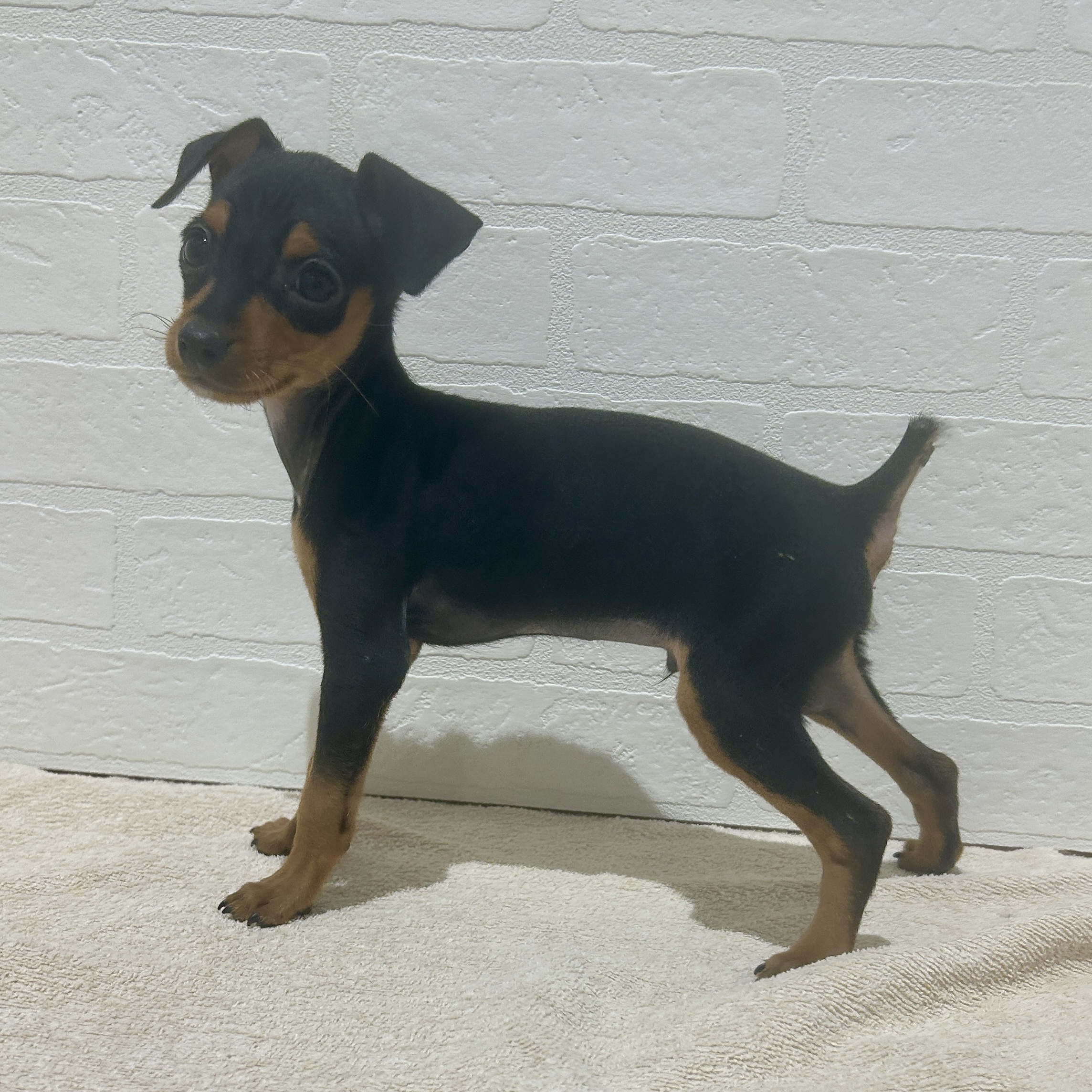 愛知県のミニチュアピンシャー (ペッツワン常滑店/2025年10月17日生まれ/男の子/ブラックタン)の子犬の3枚目の画像