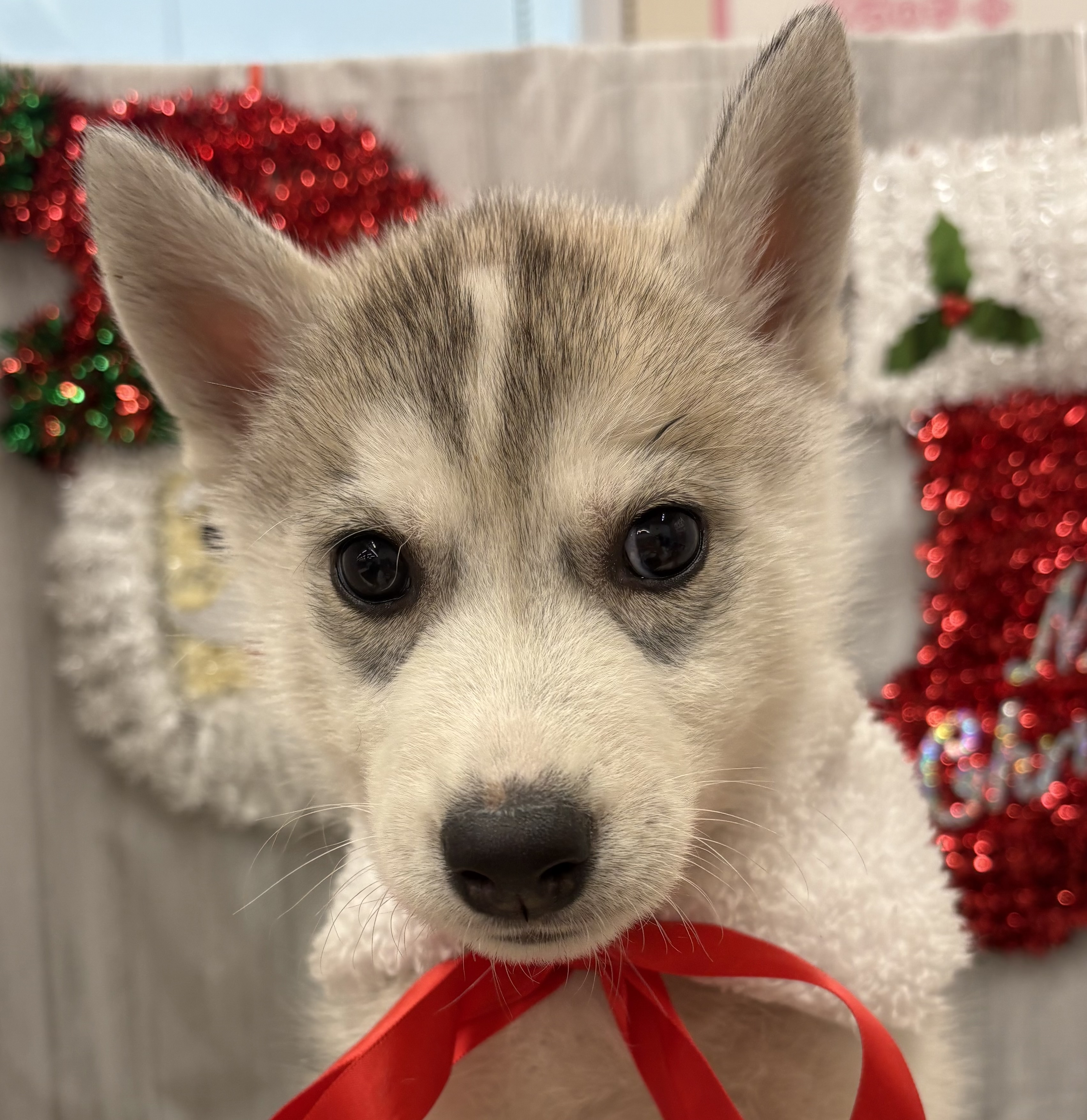 千葉県のシベリアンハスキー (ペッツワン佐倉店/2025年10月18日生まれ/男の子/シルバーホワイト)の子犬