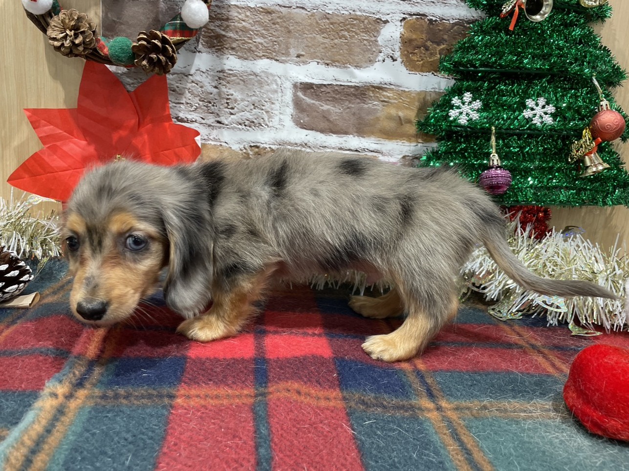 福島県のミニチュアダックスフンド(ロング) (ペッツワン会津若松店/2025年10月17日生まれ/男の子/シルバーダップル)の子犬の2枚目の画像