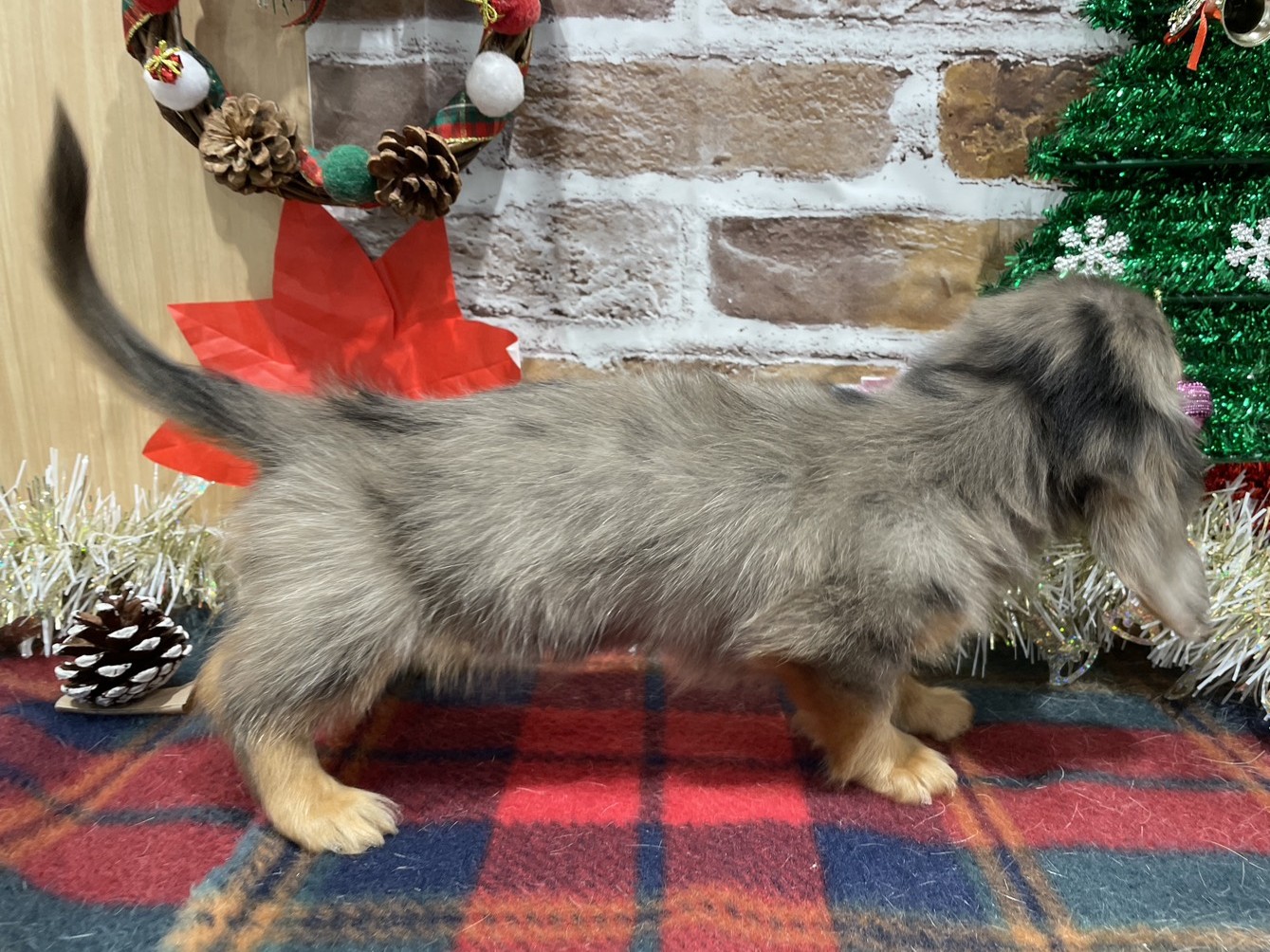 福島県のミニチュアダックスフンド(ロング) (ペッツワン会津若松店/2025年10月17日生まれ/男の子/シルバーダップル)の子犬の3枚目の画像