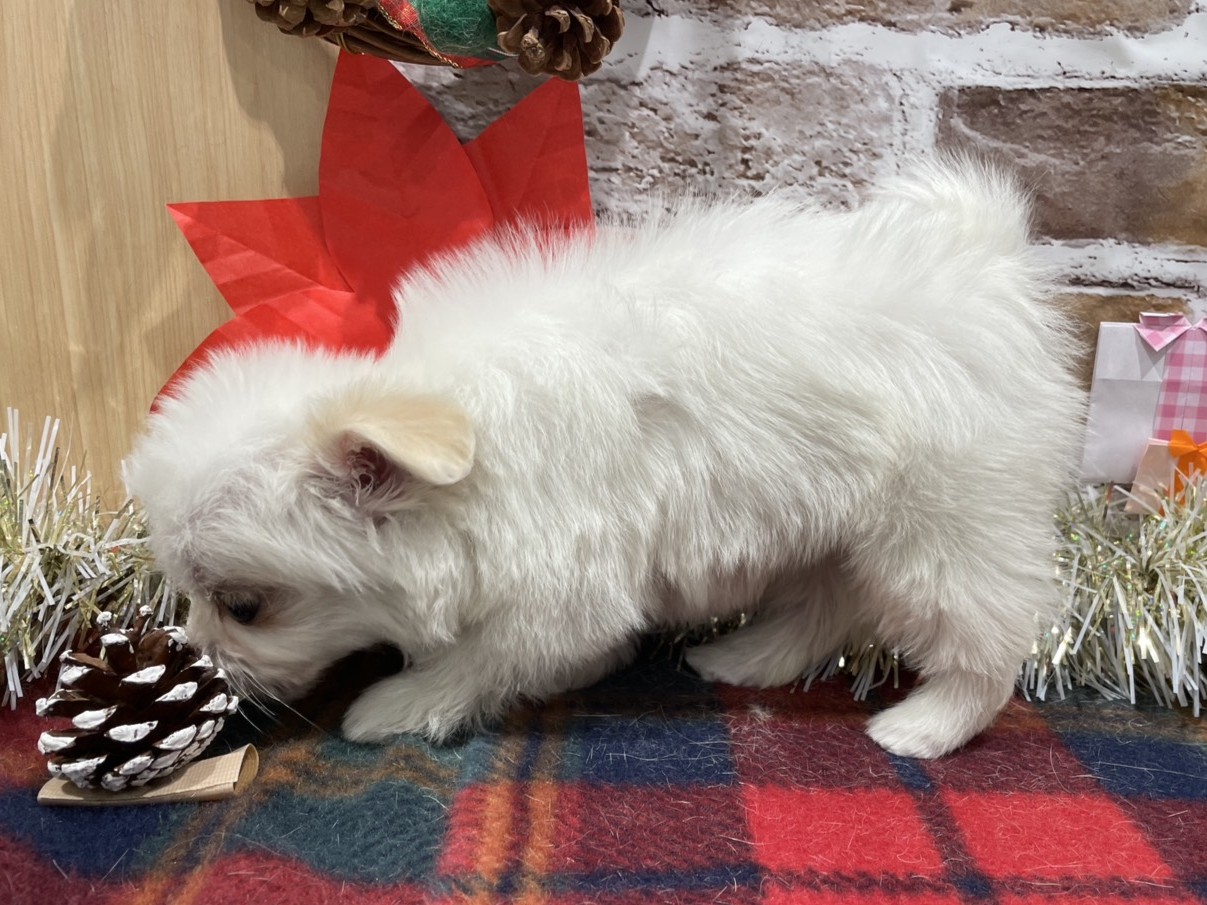 福島県のハーフ犬・ミックス犬 (ペッツワン会津若松店/2025年10月18日生まれ/女の子/その他色)の子犬の3枚目の画像